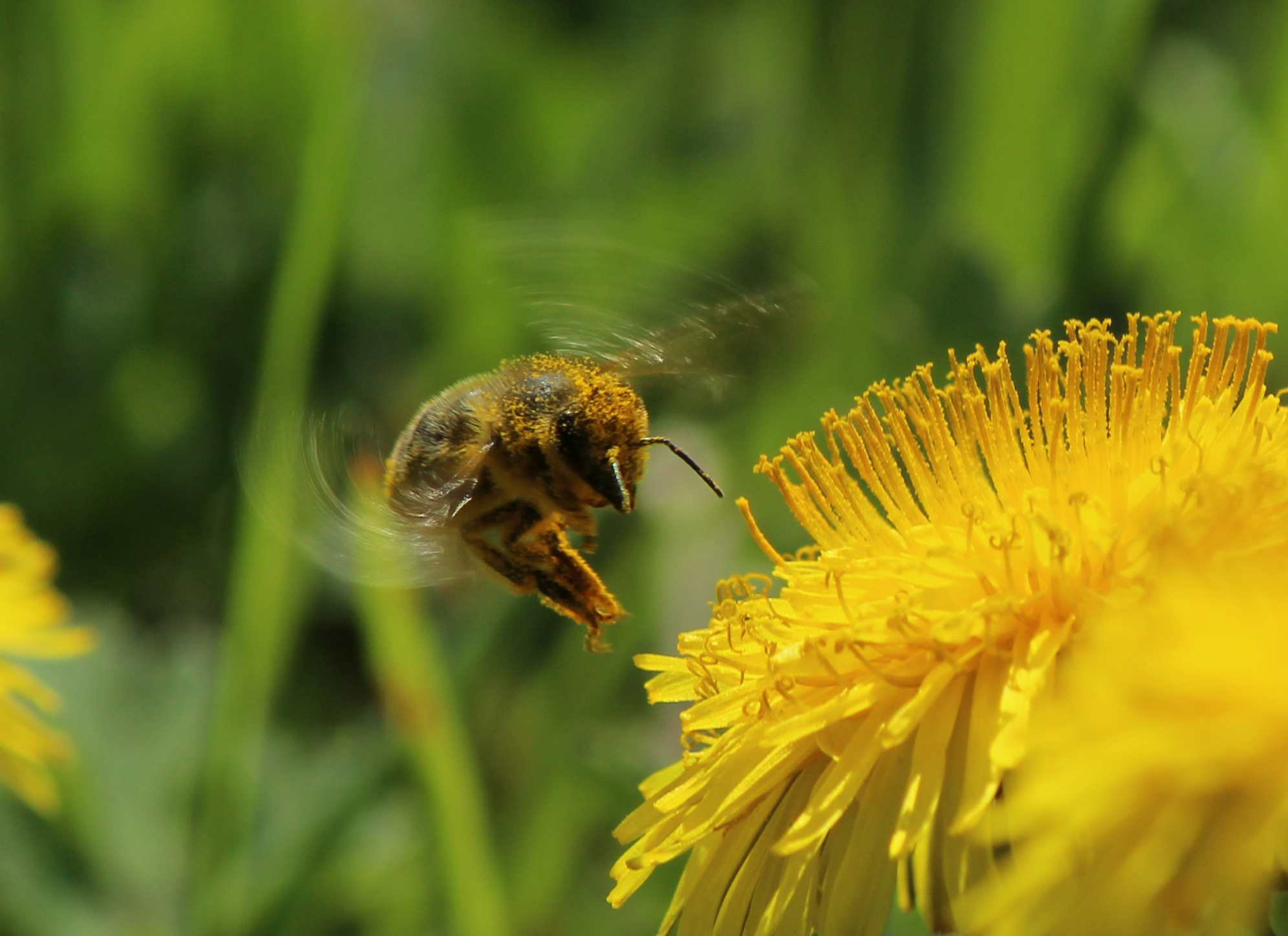 Canon EOS 600D (Rebel EOS T3i / EOS Kiss X5) sample photo. The bee photography