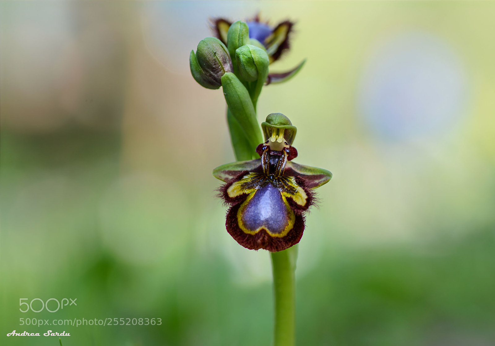 Nikon D7100 sample photo. Ophrys speculum photography