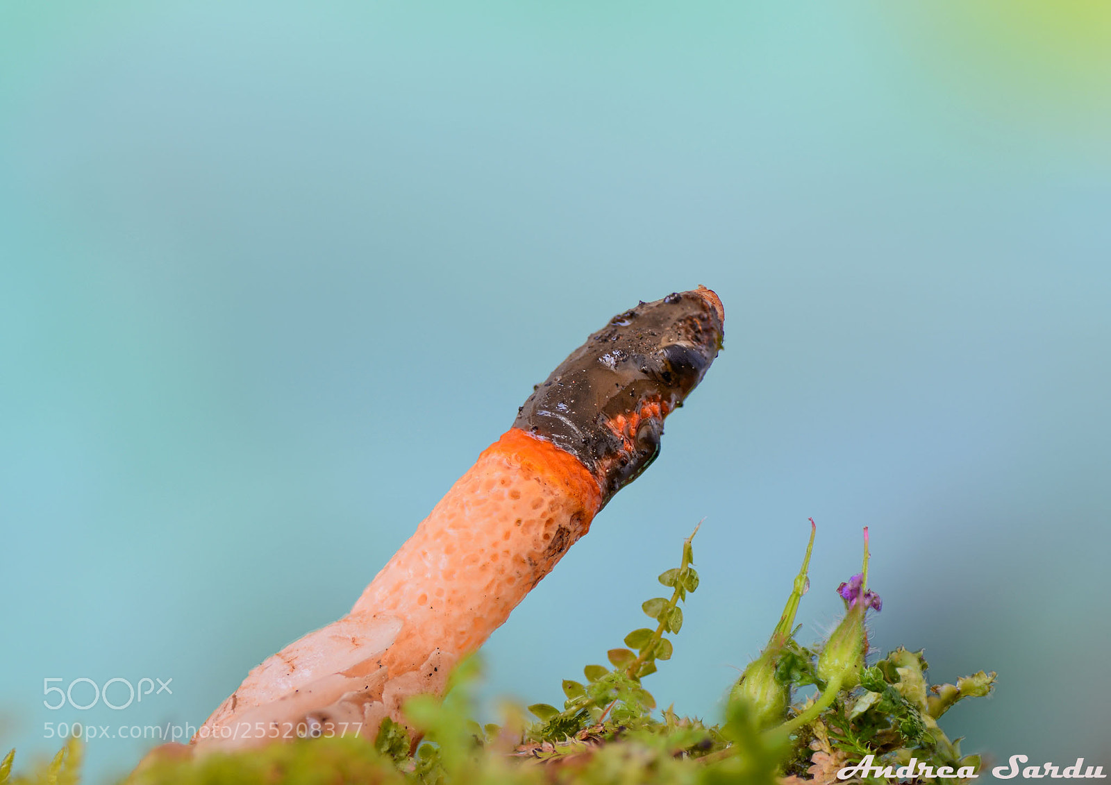 Nikon D7100 sample photo. Mutinus elegans photography