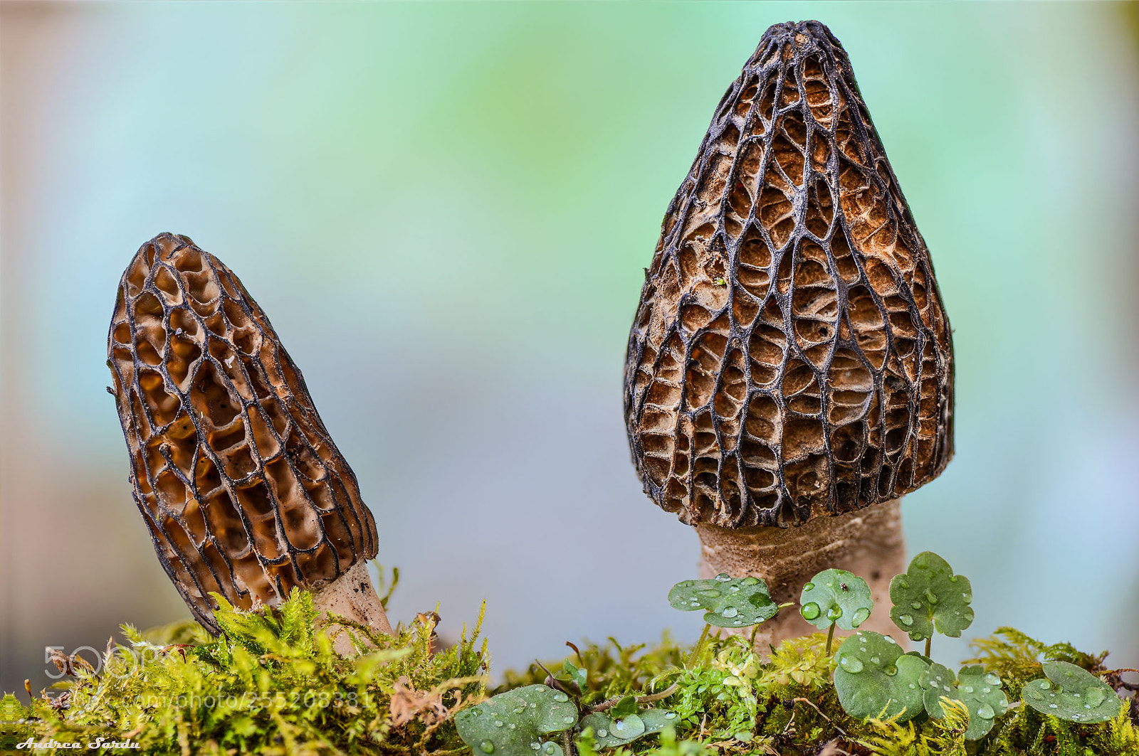 Nikon D7100 sample photo. Morchella conica photography