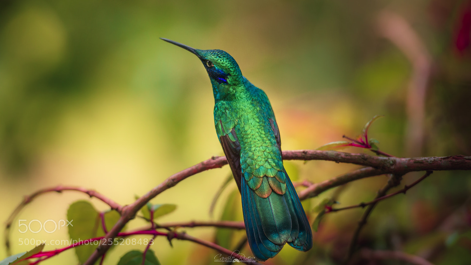 Nikon D810 sample photo. Hummingbird photography