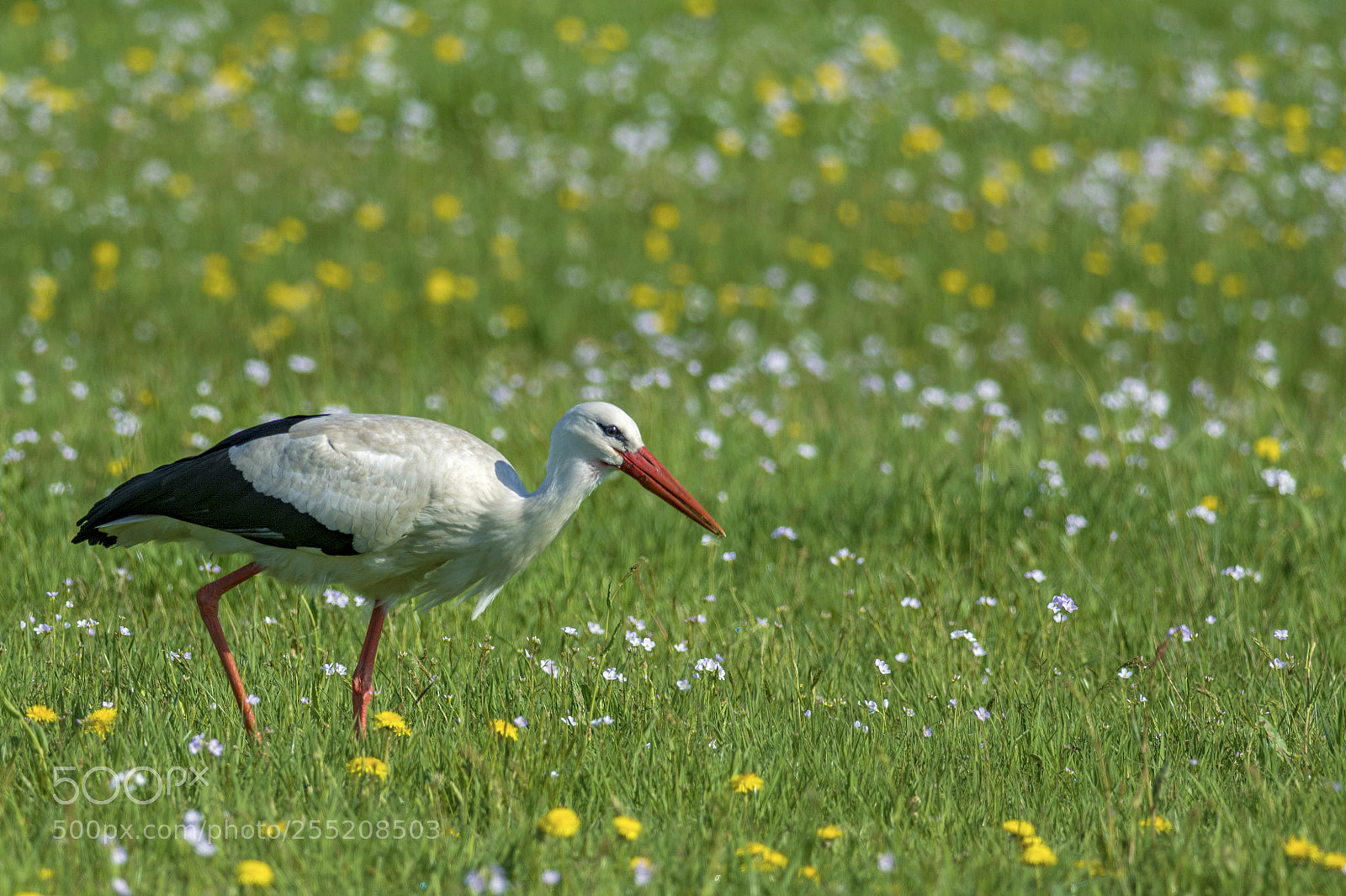 Nikon D7100 sample photo. White stork (ciconia ciconia) photography