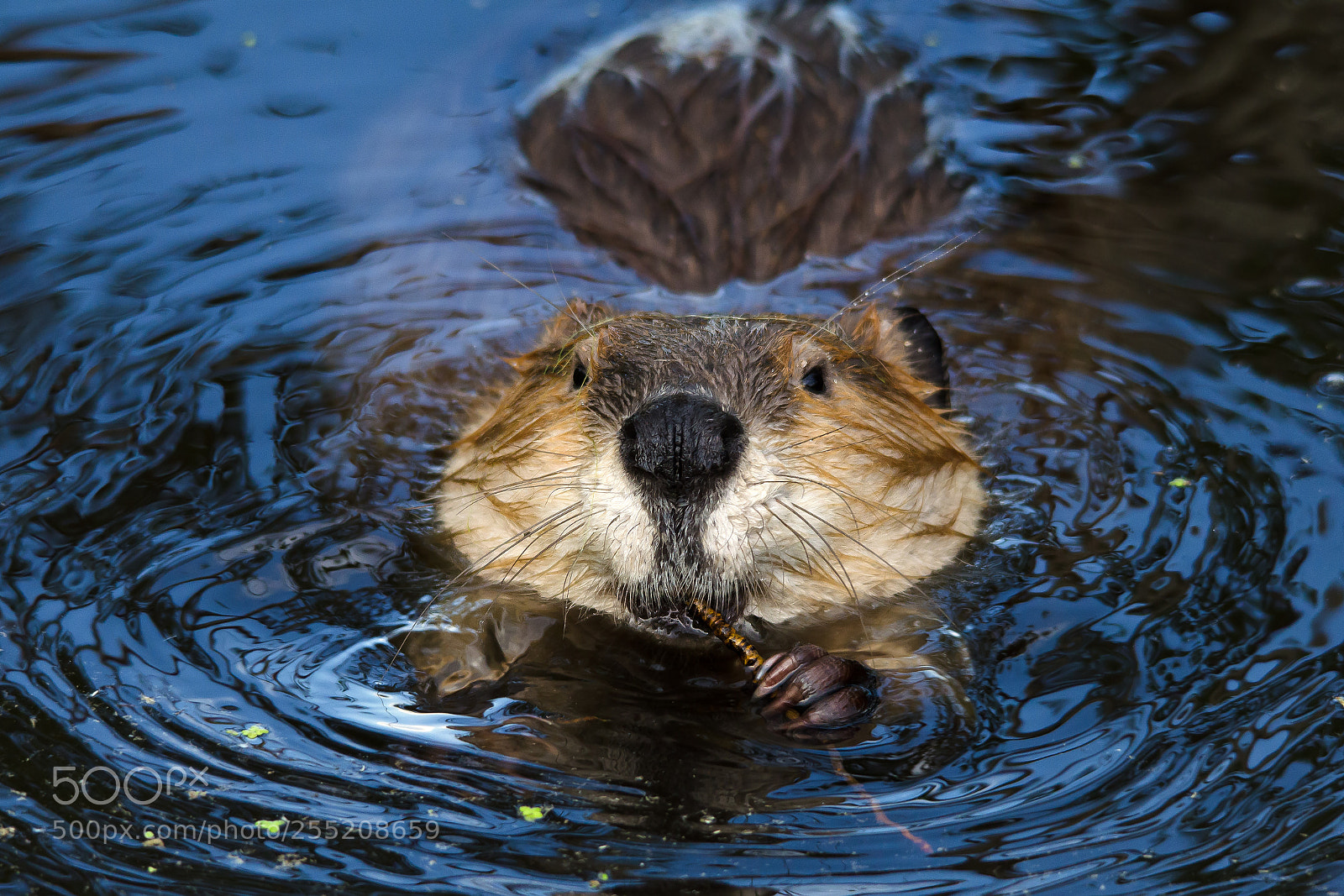 Nikon D7000 sample photo. Beaver toothpick photography