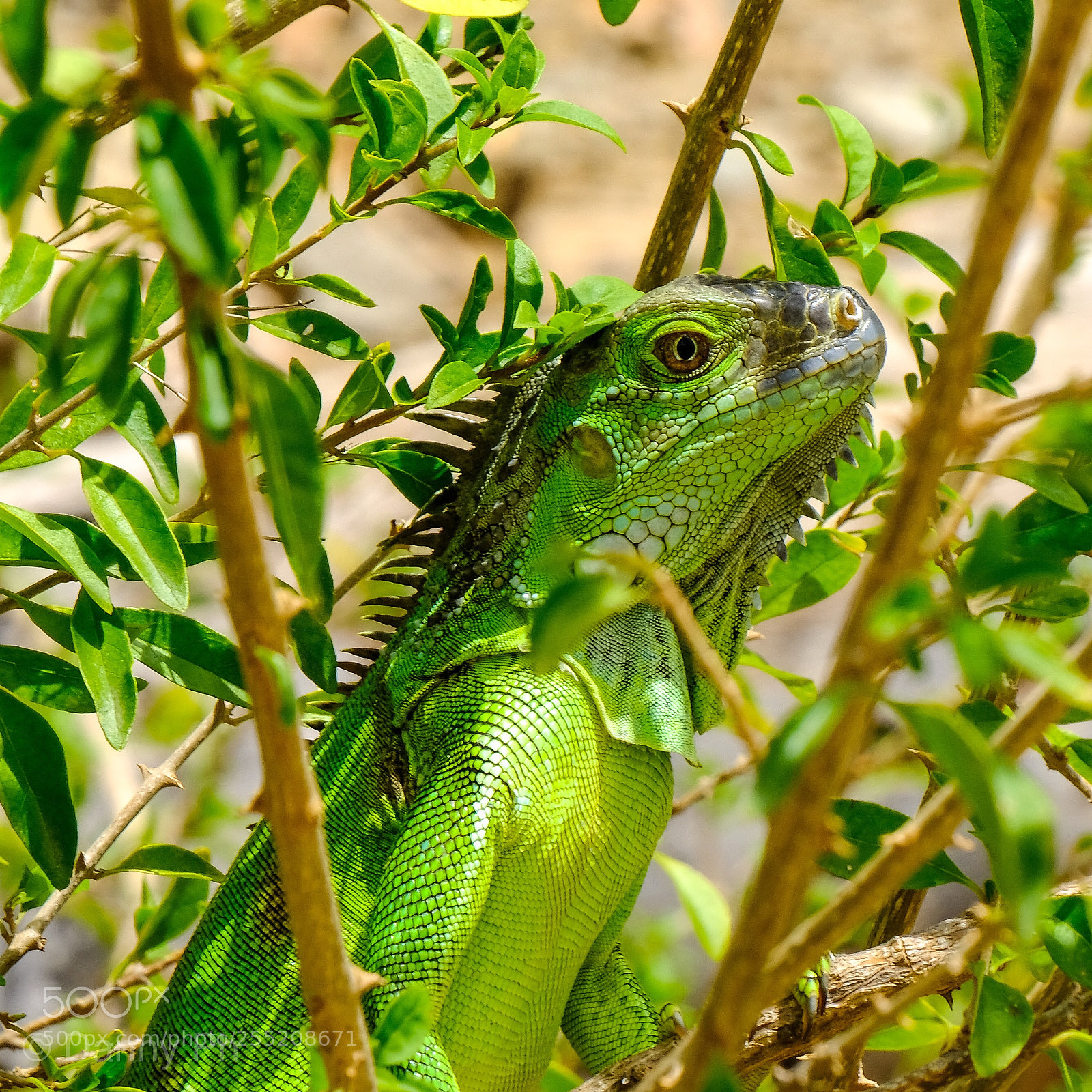 Fujifilm X-T2 sample photo. My iguanas collection! photography