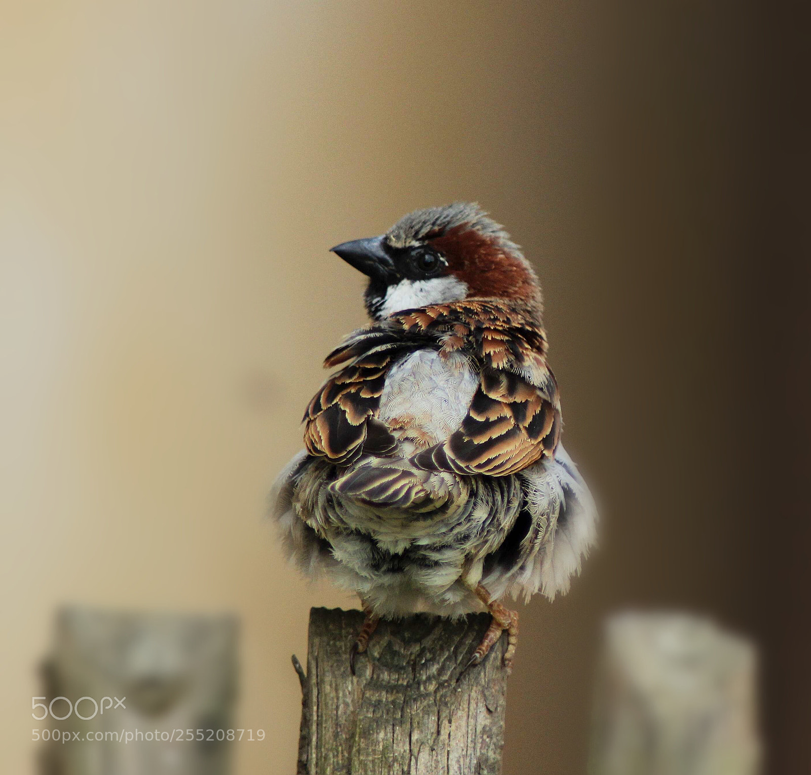 Canon EOS 600D (Rebel EOS T3i / EOS Kiss X5) sample photo. Lonely sparrow photography
