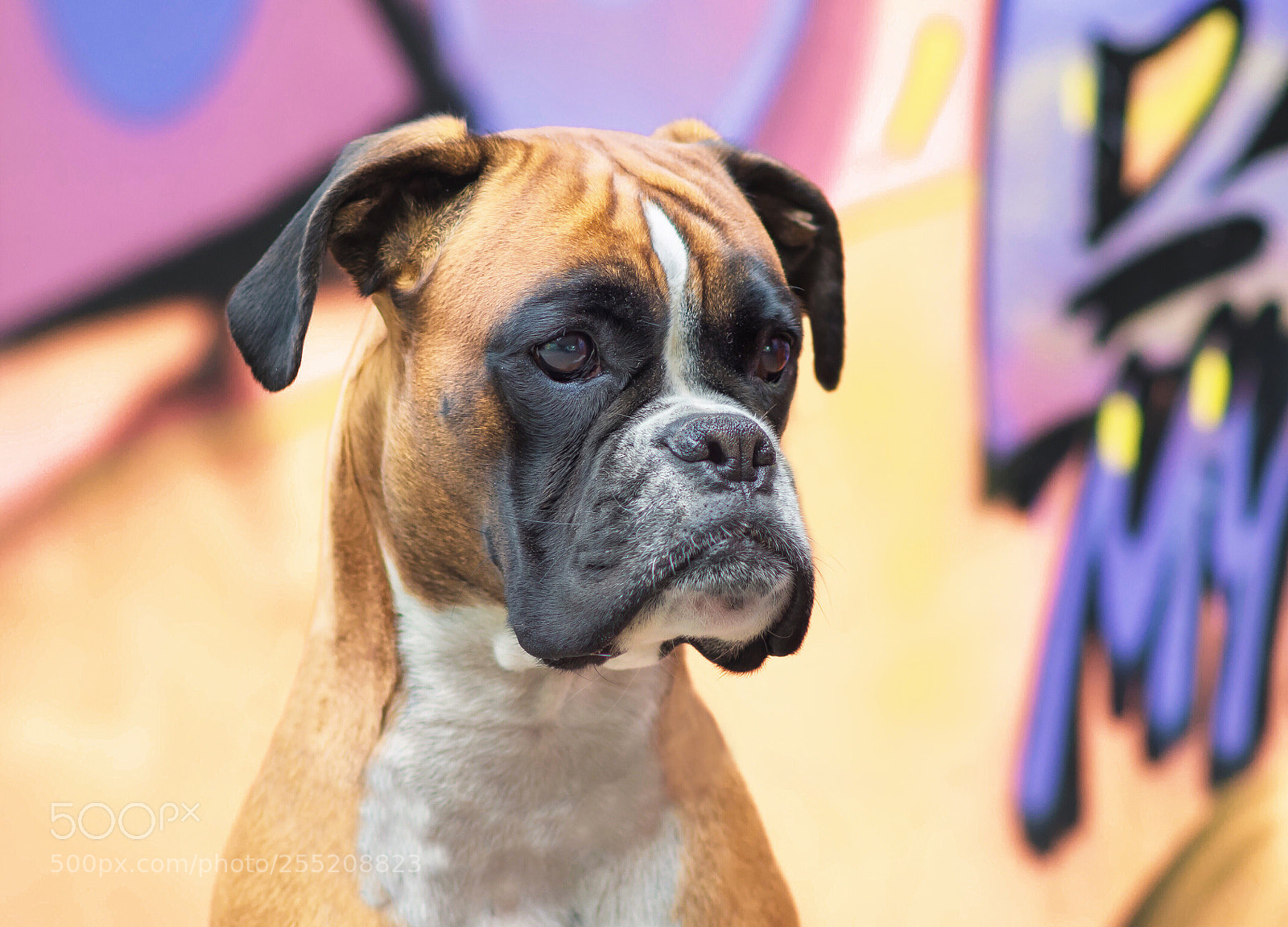 Nikon D500 sample photo. Untitled photography