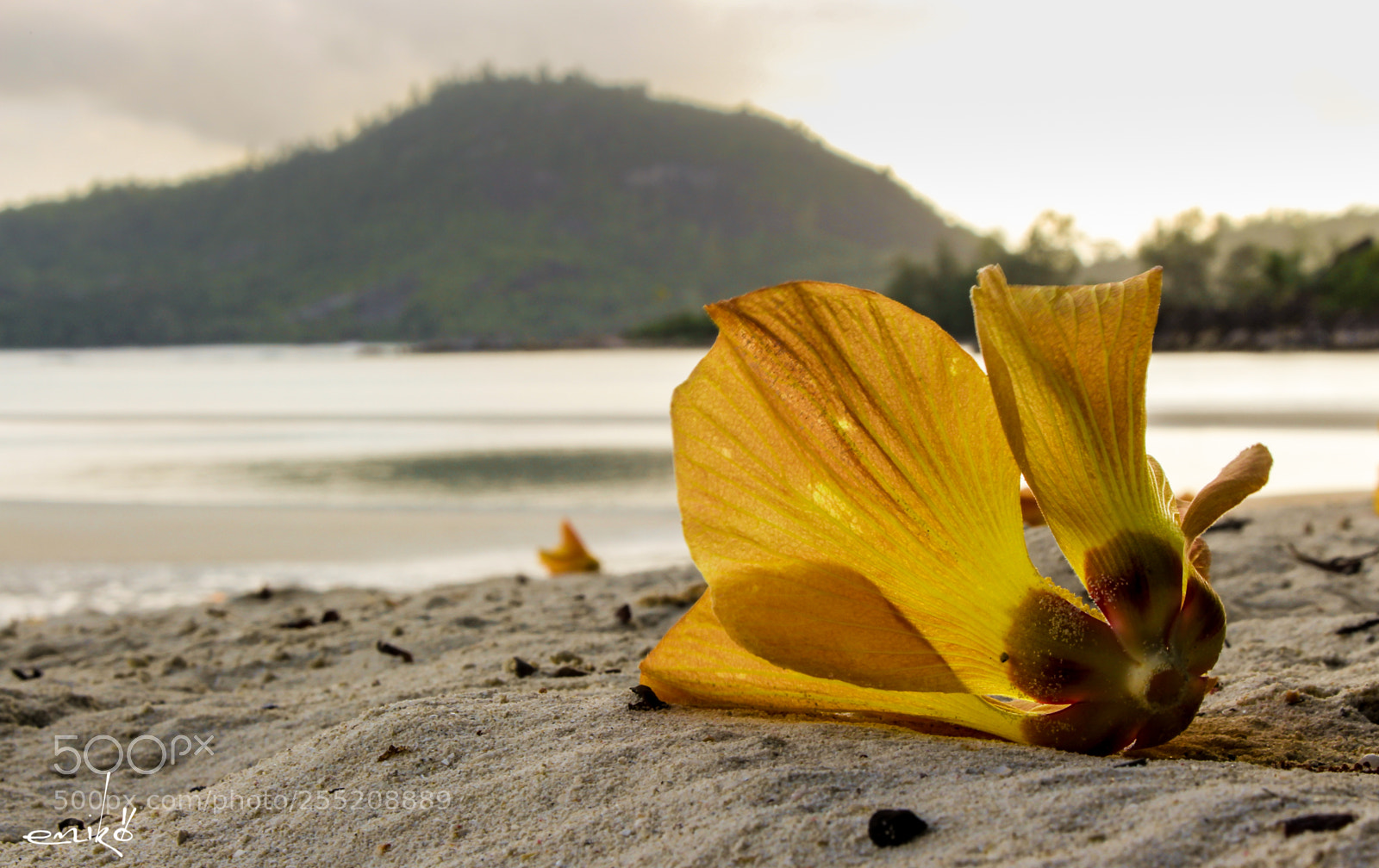 Canon EOS 700D (EOS Rebel T5i / EOS Kiss X7i) sample photo. Flower in the sunset photography