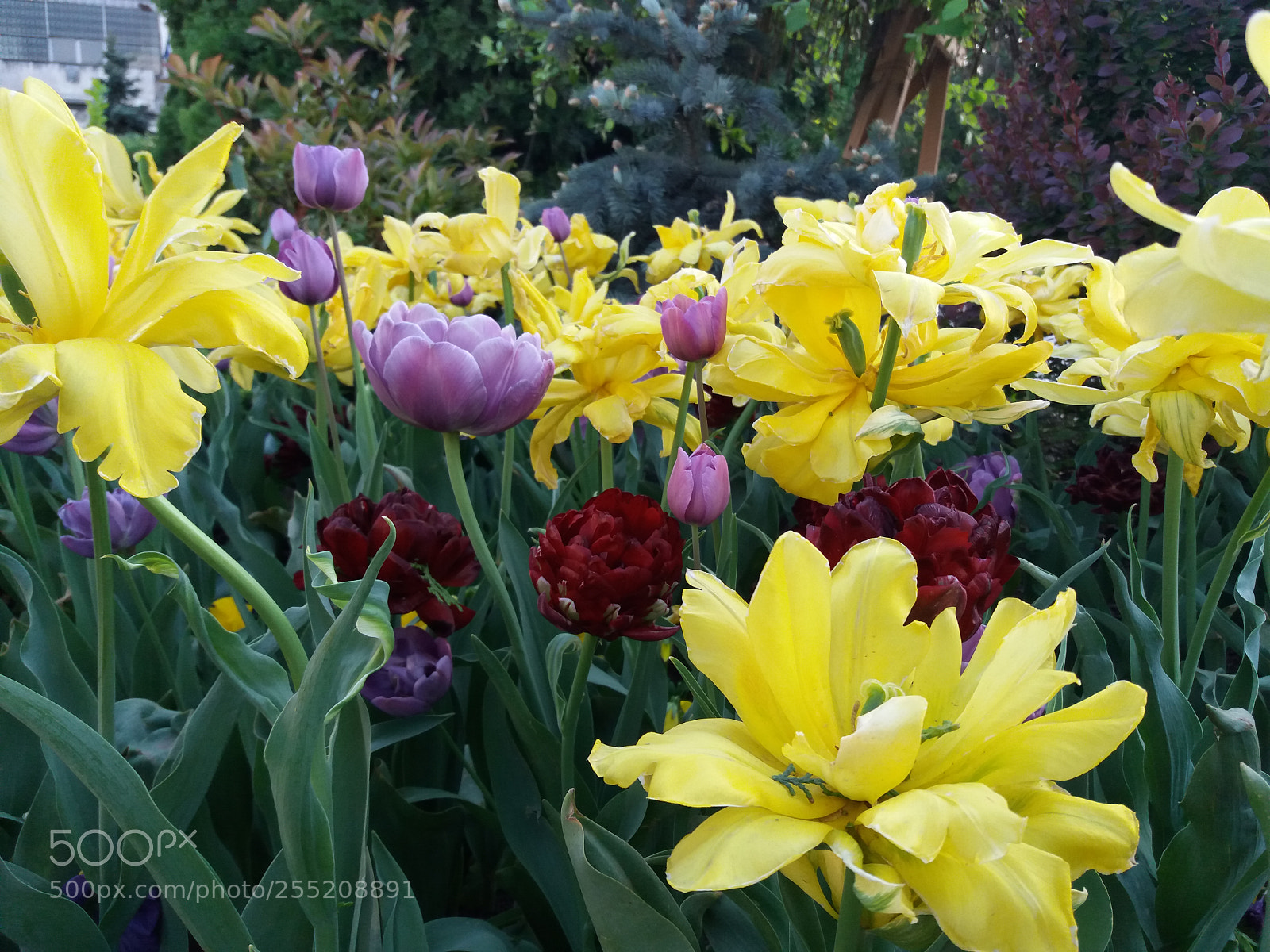 Samsung Galaxy J5(2016) sample photo. Flowers photography