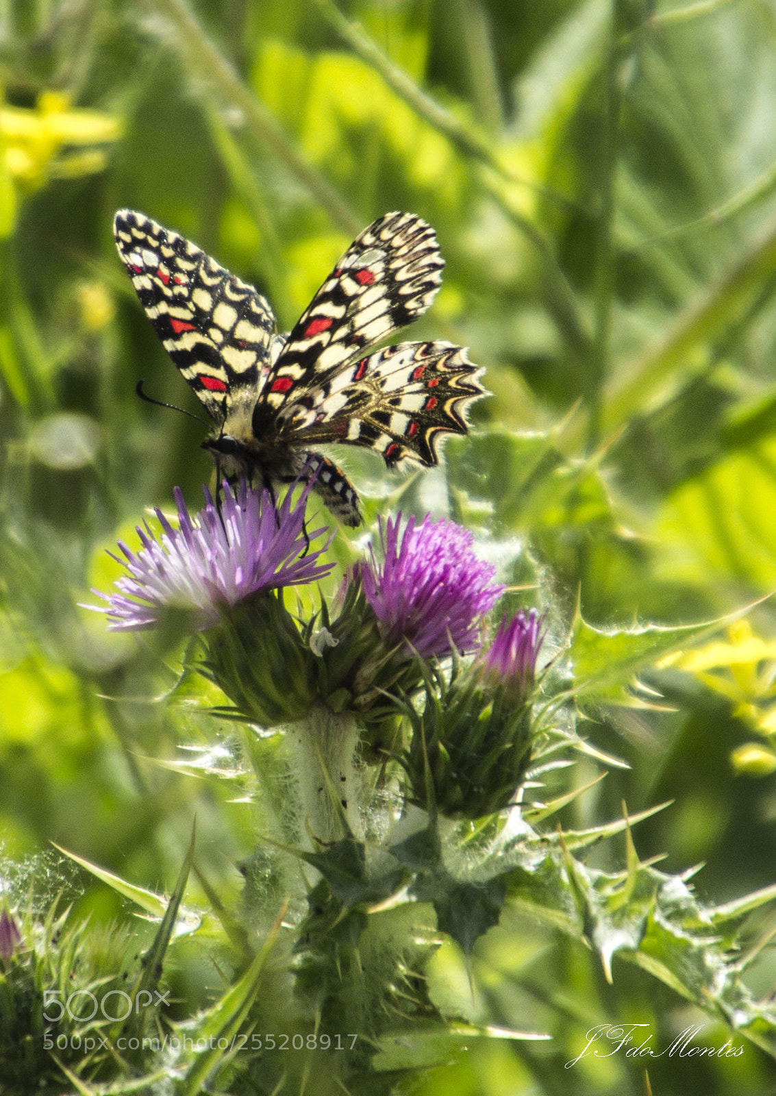 Canon EOS 700D (EOS Rebel T5i / EOS Kiss X7i) sample photo. Arlequin photography