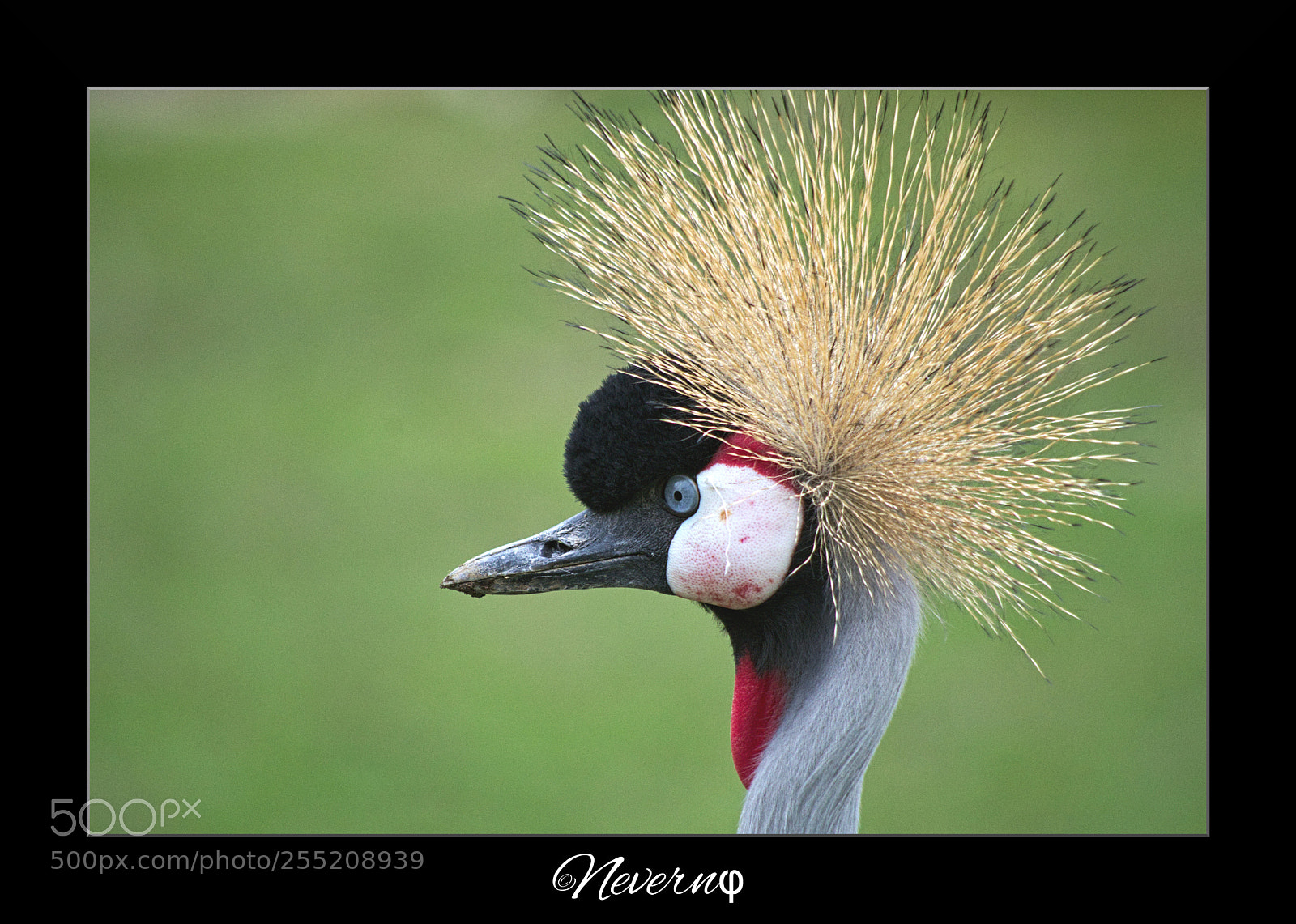Pentax K-S2 sample photo. Royal crane 2 photography