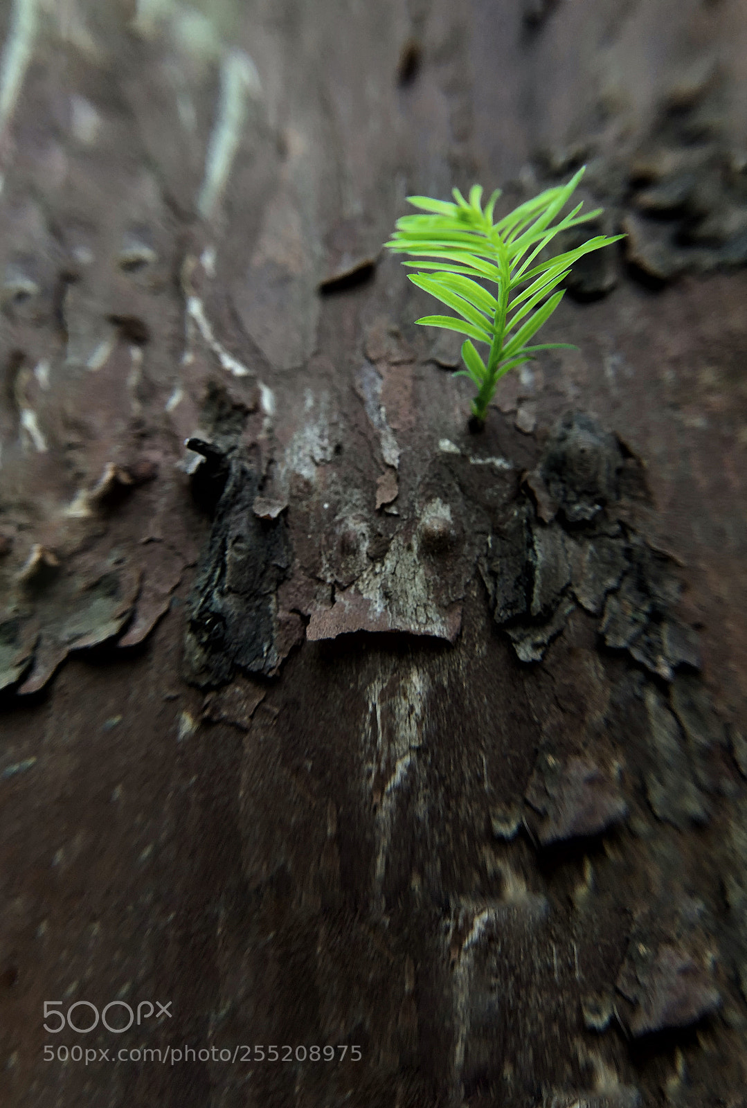 Apple iPhone X sample photo. Verdant photography