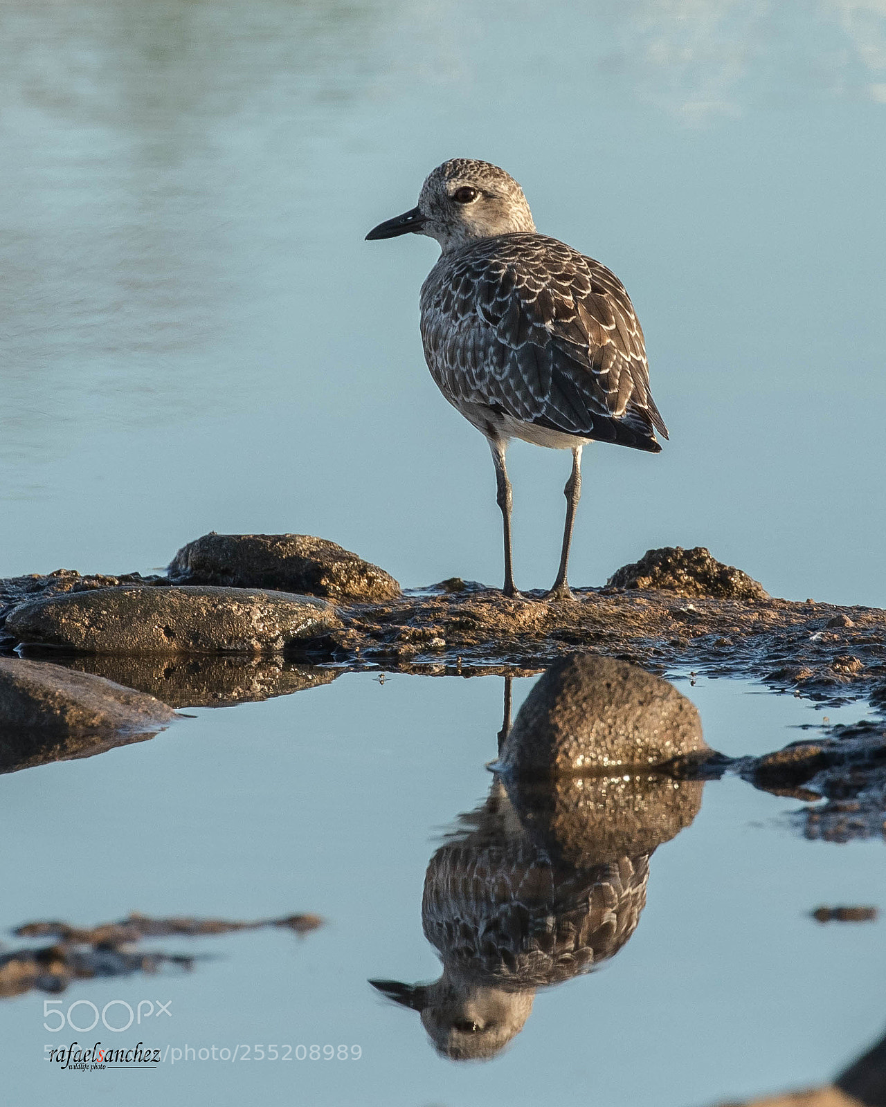 Canon EOS 7D Mark II sample photo. Chorlito - pluvialis photography