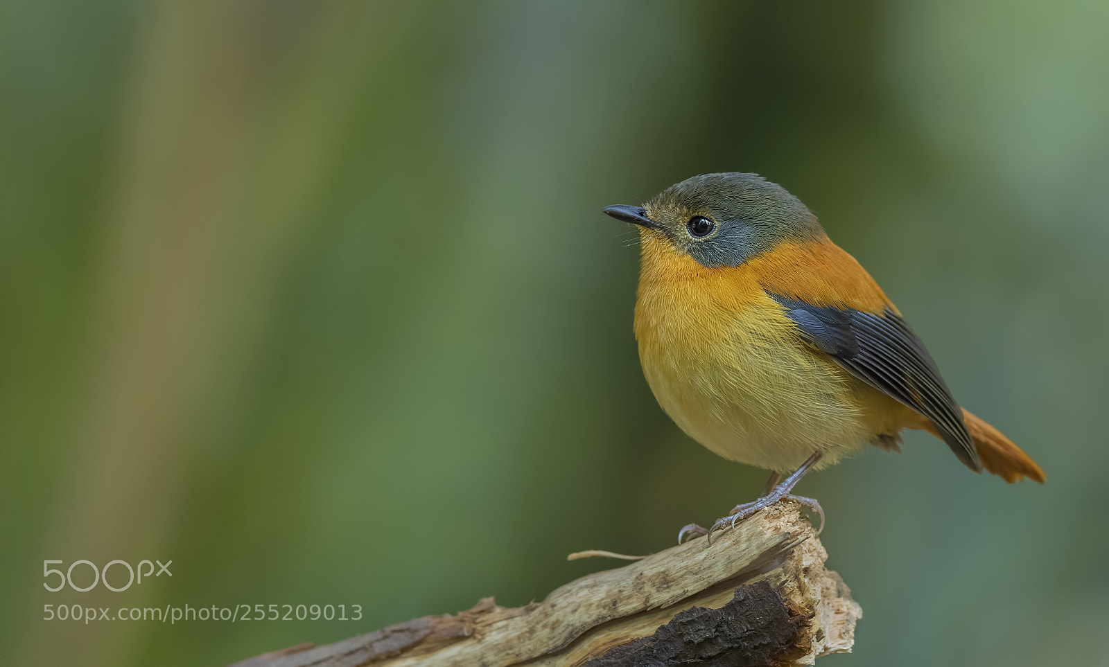 Nikon D850 sample photo. Black and orange flycatcher photography