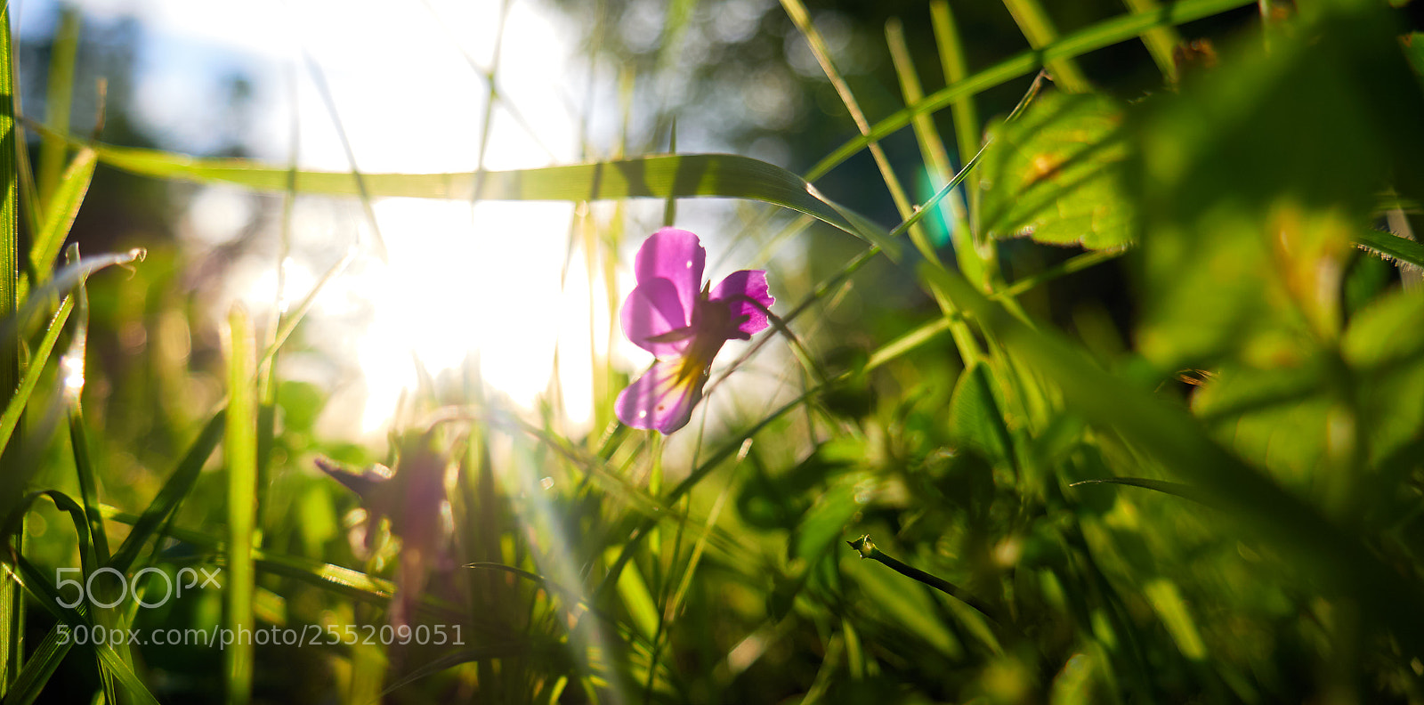 Panasonic Lumix DMC-G7 sample photo. Untitled photography