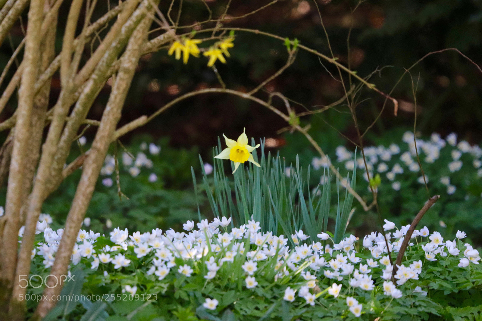 Canon EOS 77D (EOS 9000D / EOS 770D) sample photo. Springtime in my garden photography