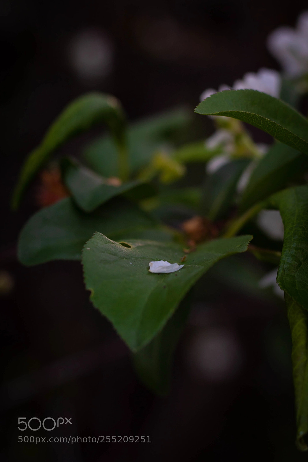 Canon EOS 7D Mark II sample photo. Lone petal photography