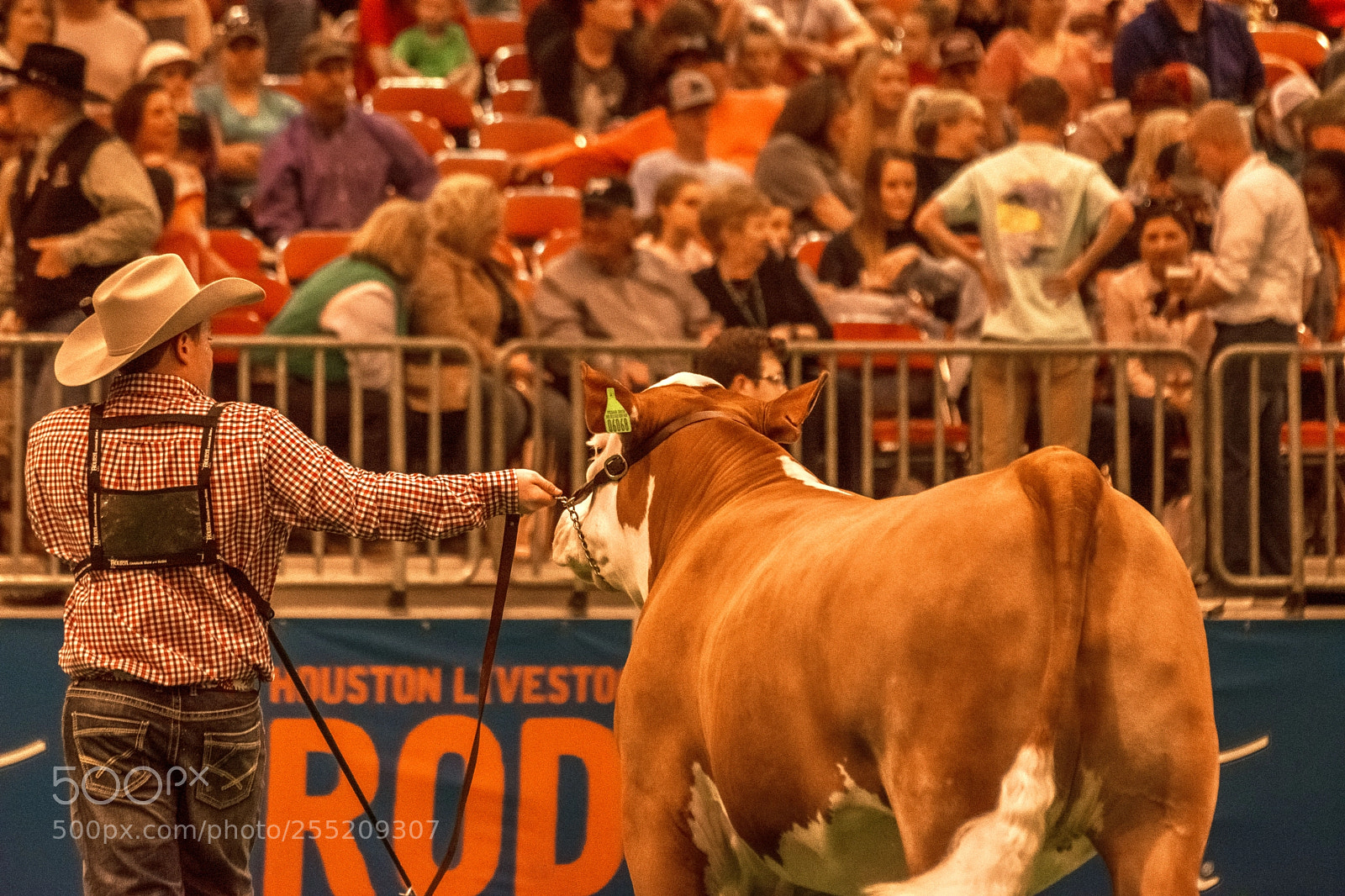 Nikon D7200 sample photo. Livestockshow houston 2018 photography