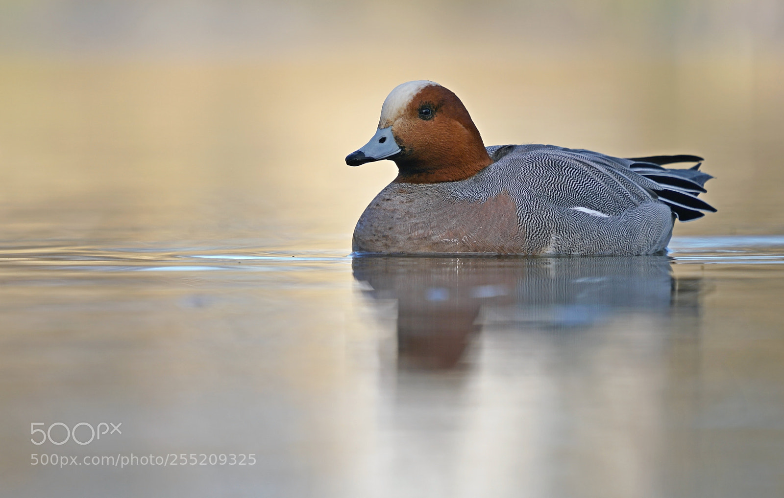 Sony a7R II sample photo. Widgeon photography