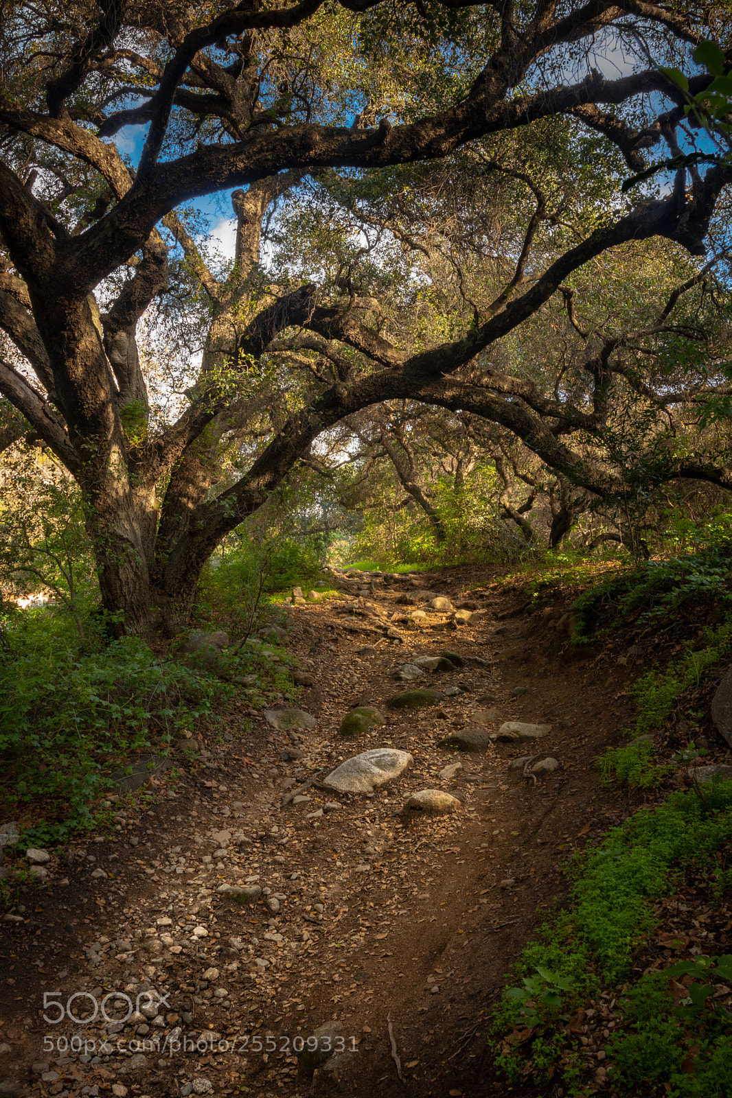 Canon EOS 77D (EOS 9000D / EOS 770D) sample photo. Path photography