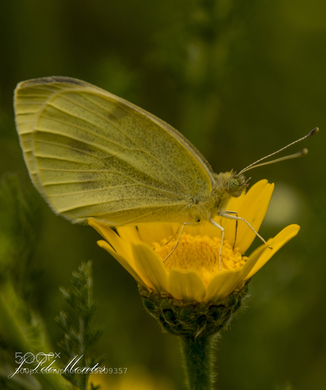 Canon EOS 700D (EOS Rebel T5i / EOS Kiss X7i) sample photo. Blanca de la col photography