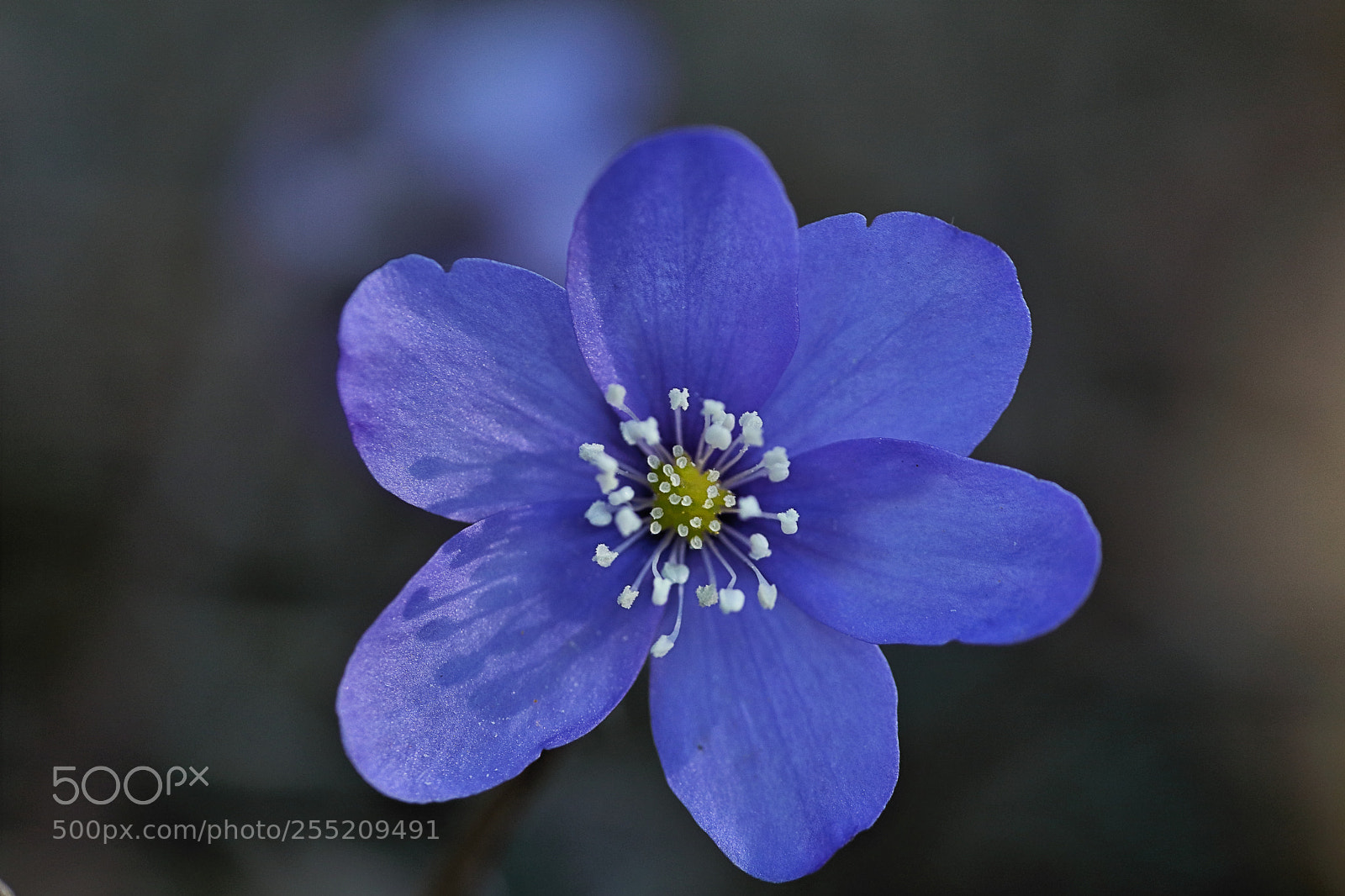 Canon EOS 80D sample photo. Hepatica nobilis photography