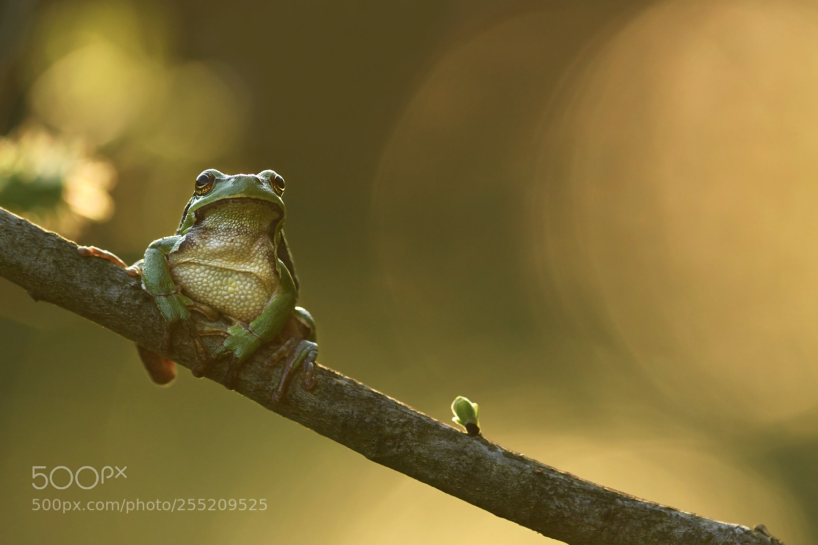 Nikon D500 sample photo. Tree frog photography