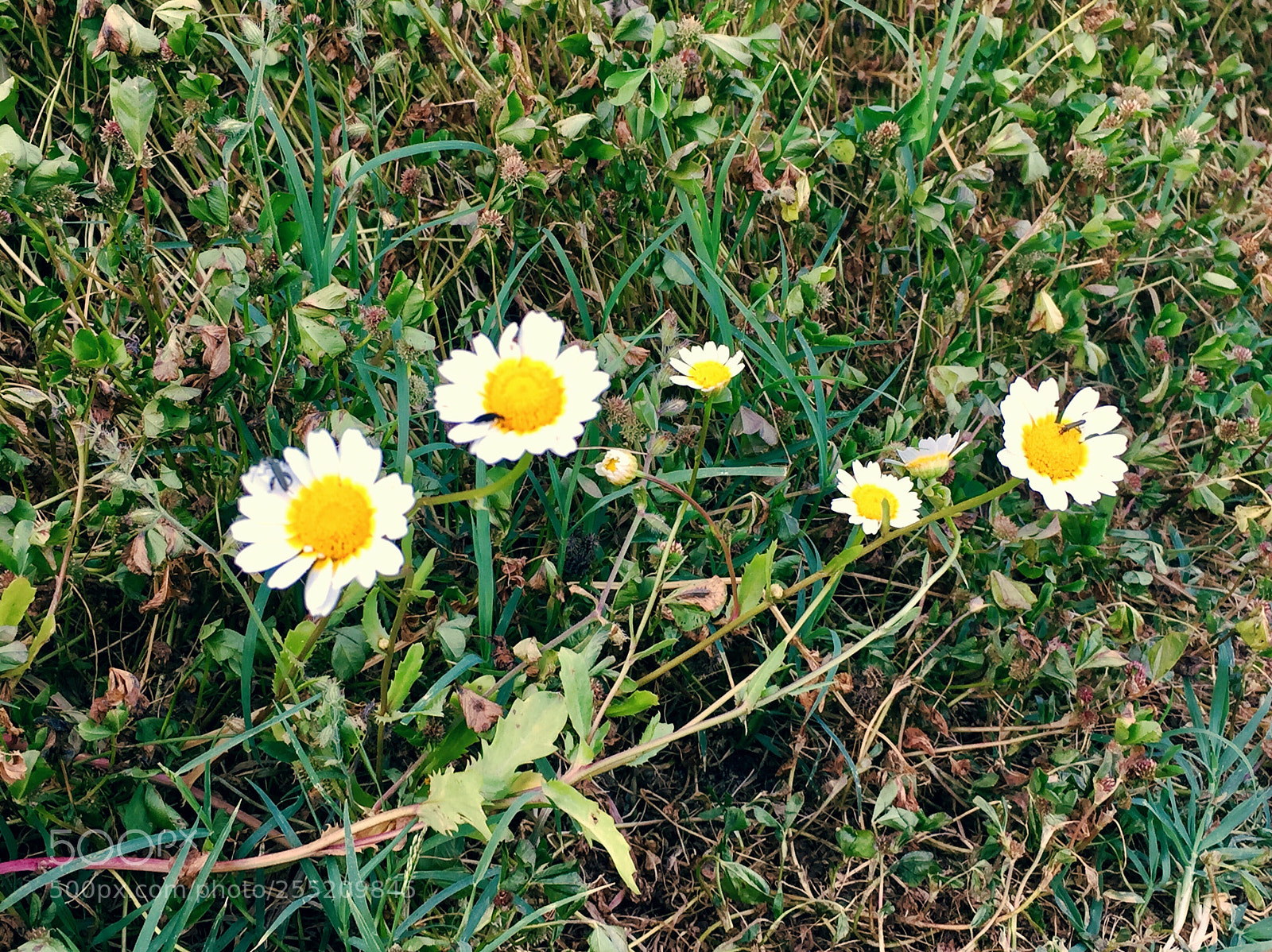 Apple iPhone 6 sample photo. Untitled photography