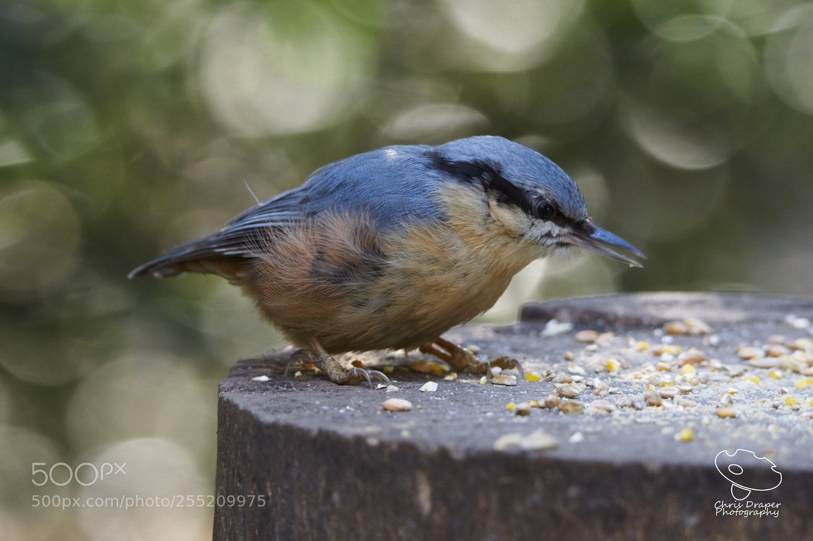 Sony ILCA-77M2 sample photo. Nuthatch on bird table photography