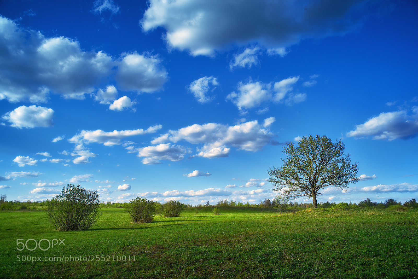 Nikon D800E sample photo. Field photography