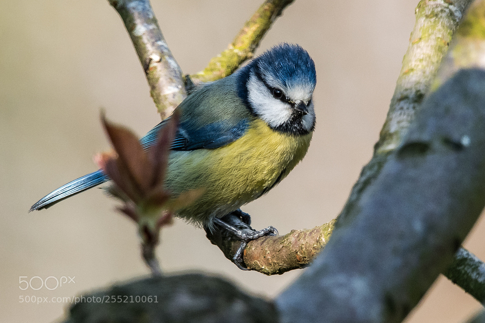 Nikon D850 sample photo. Perky blue tit photography
