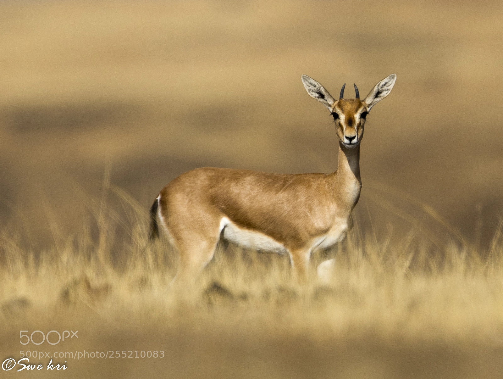 Canon EOS 5D Mark IV sample photo. Chinkara, indian gazelle photography