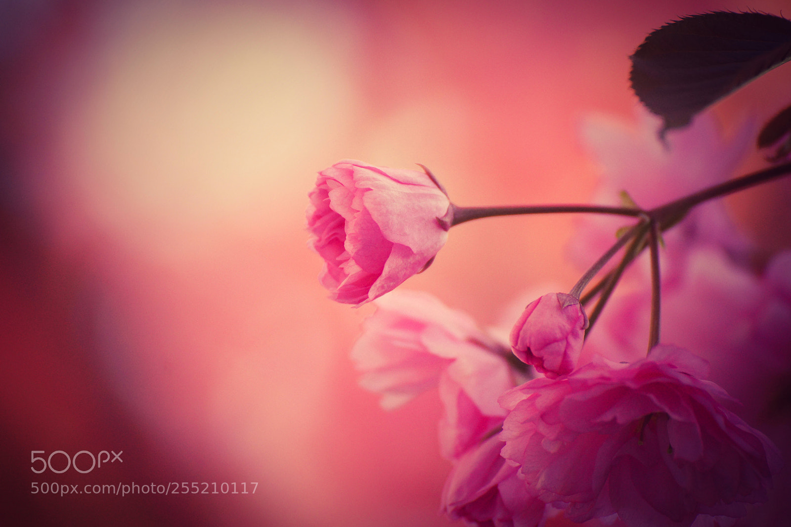 Sony SLT-A77 sample photo. Blossom photography