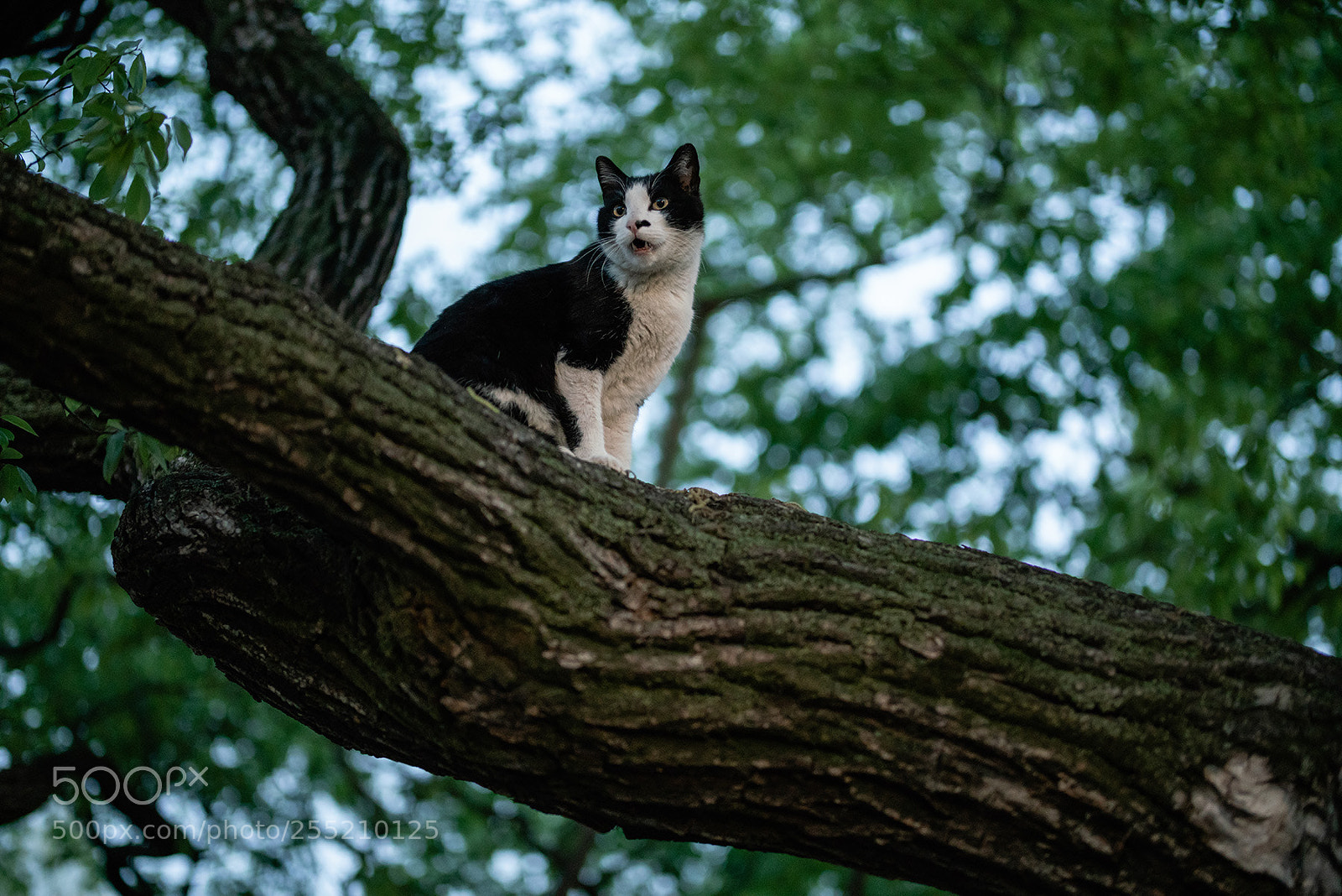 Sony a7R II sample photo. A cat on the photography