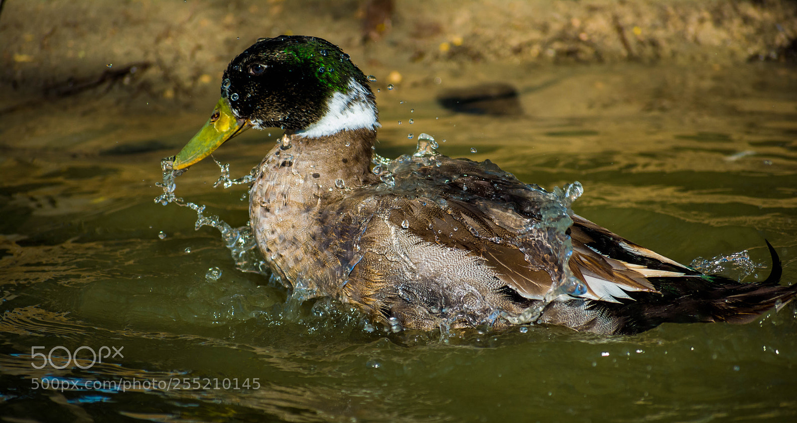 Nikon D5200 sample photo. Lets splash it ! photography