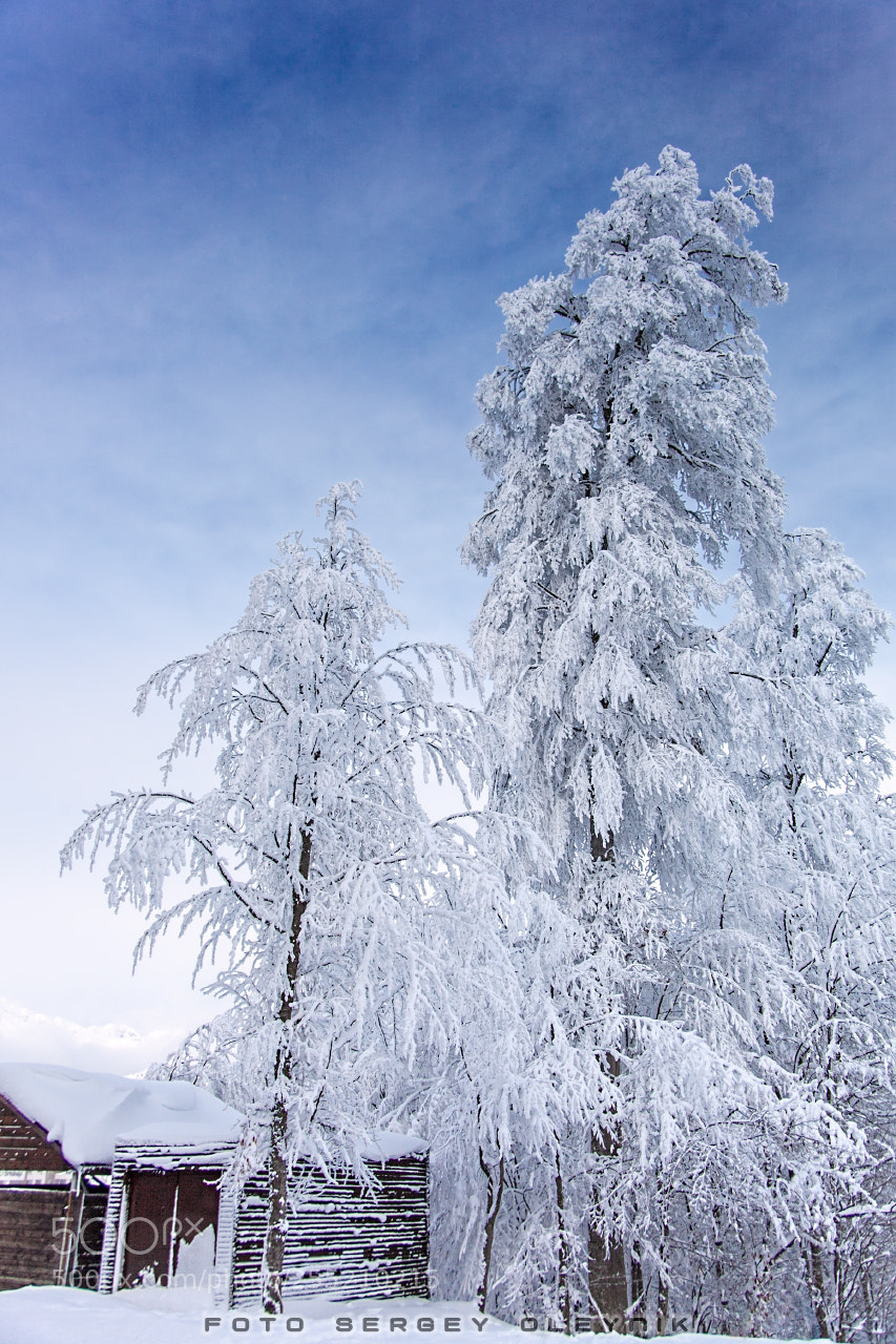 Canon EOS 5D Mark II sample photo. Winter's tale photography