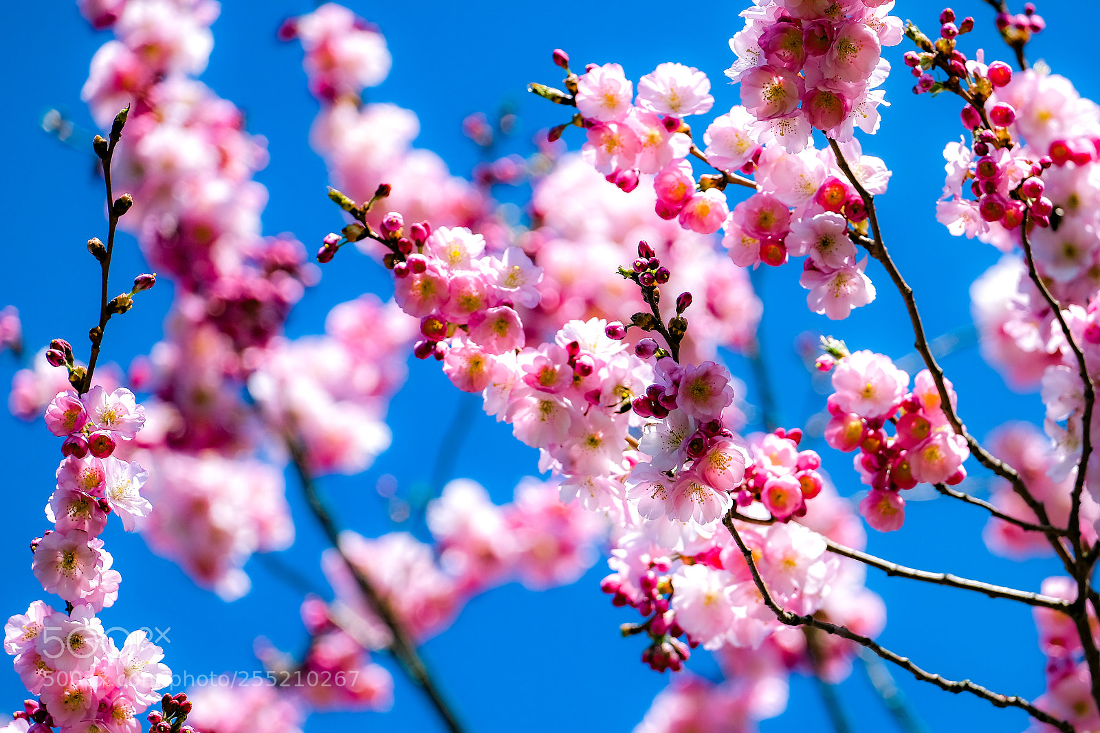 Fujifilm X-E3 sample photo. Colors of spring photography