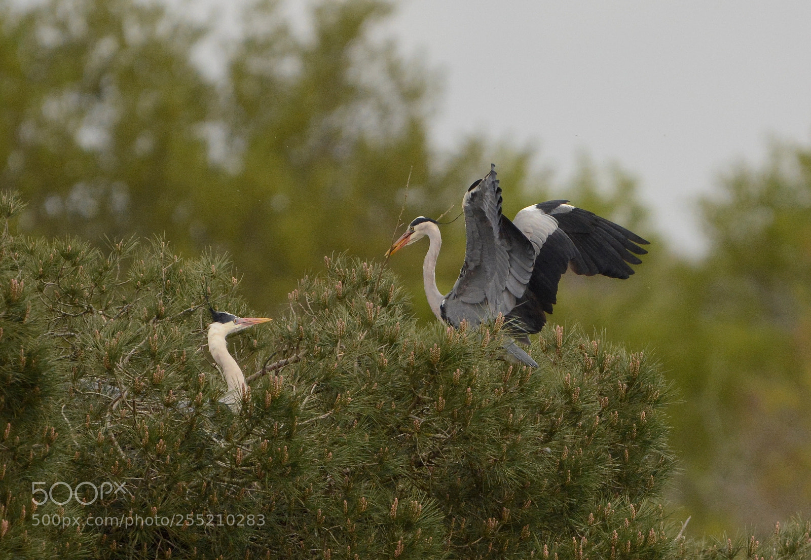 Nikon D7100 sample photo. Ardea cinerea photography