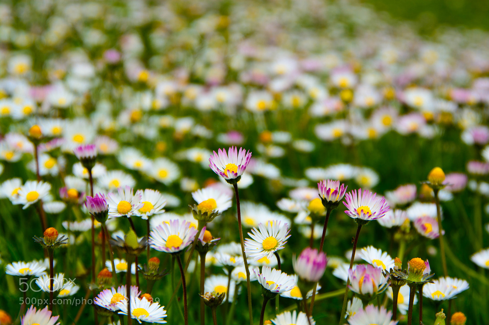 Nikon D7100 sample photo. The one with the photography