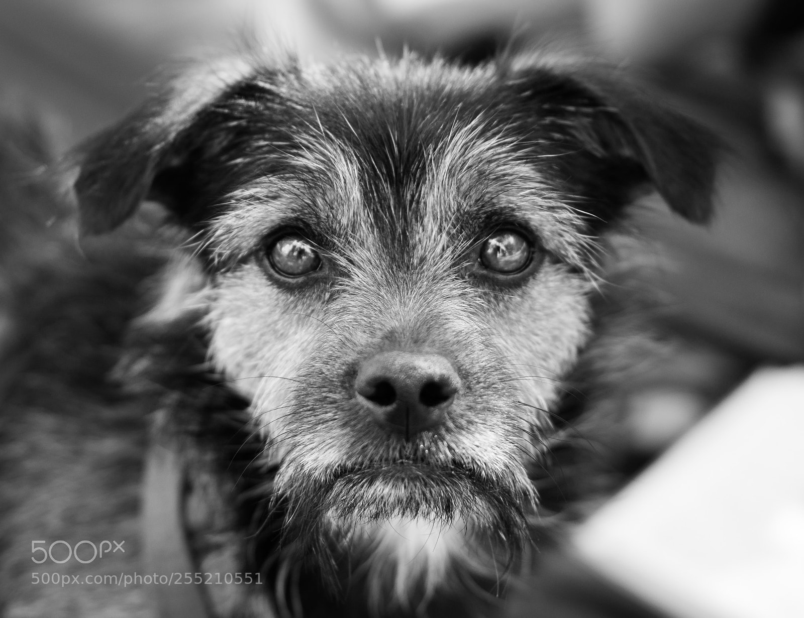 Canon EOS 500D (EOS Rebel T1i / EOS Kiss X3) sample photo. Dog face... photography