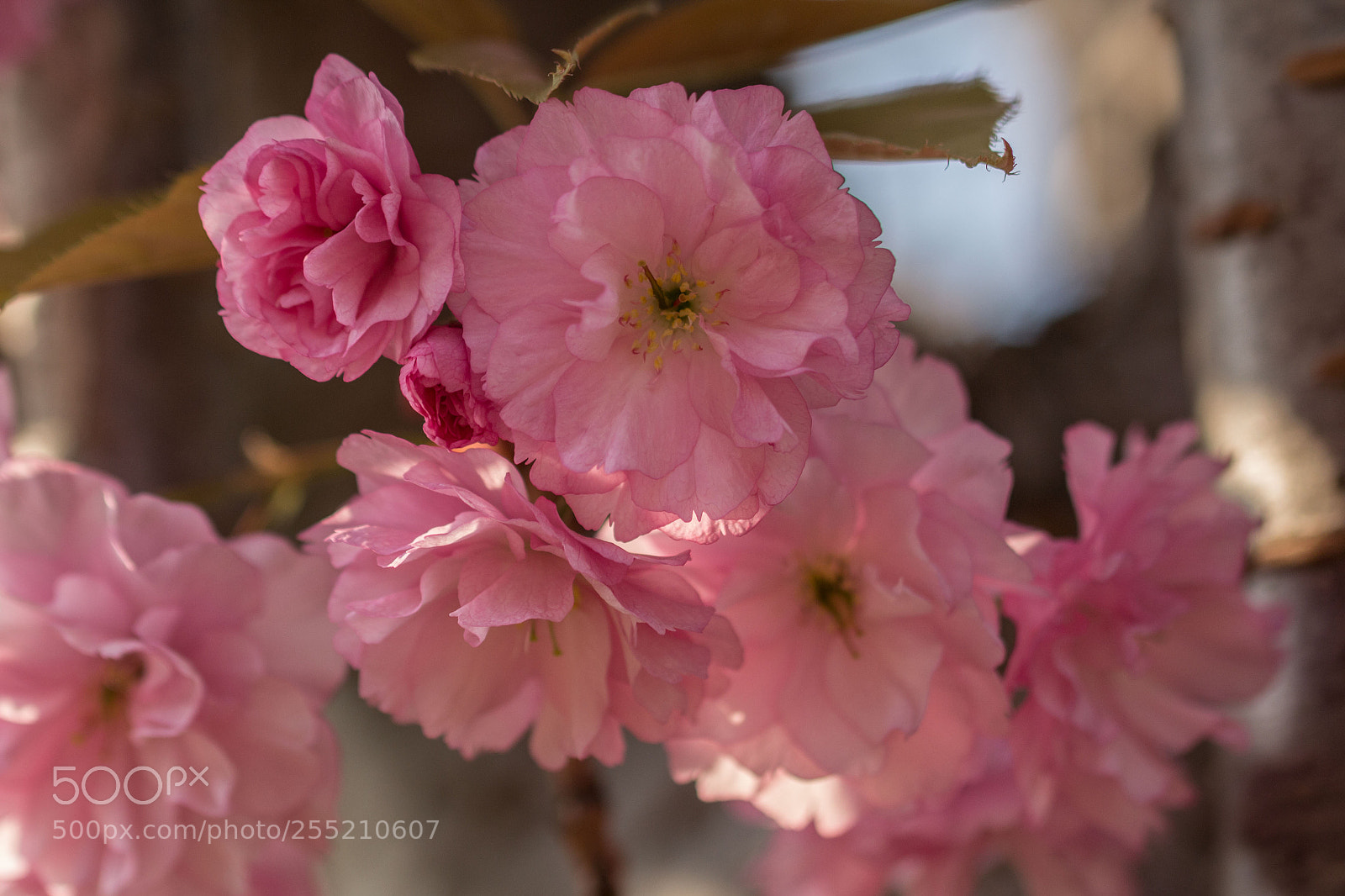 Canon EOS 700D (EOS Rebel T5i / EOS Kiss X7i) sample photo. Springtime photography