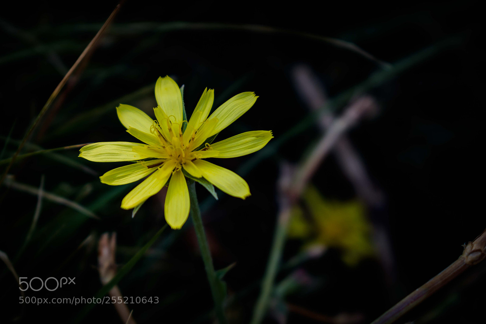 Nikon D3300 sample photo. Olive green or yellow...? photography
