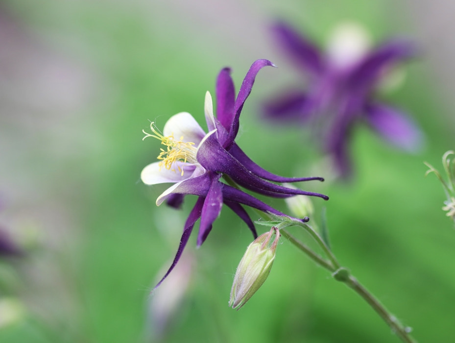 Canon EF 100mm F2.8 Macro USM sample photo. Аквилегия photography
