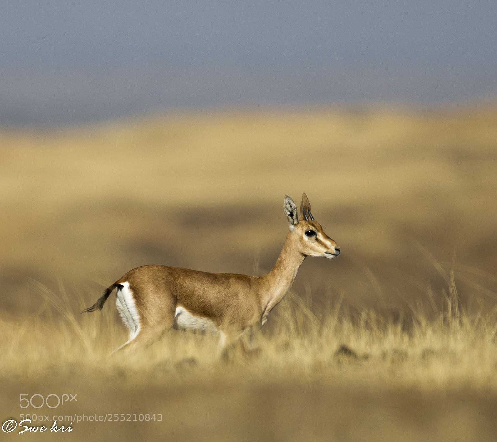 Canon EOS 5D Mark IV sample photo. Chinkara, indian gazelle photography