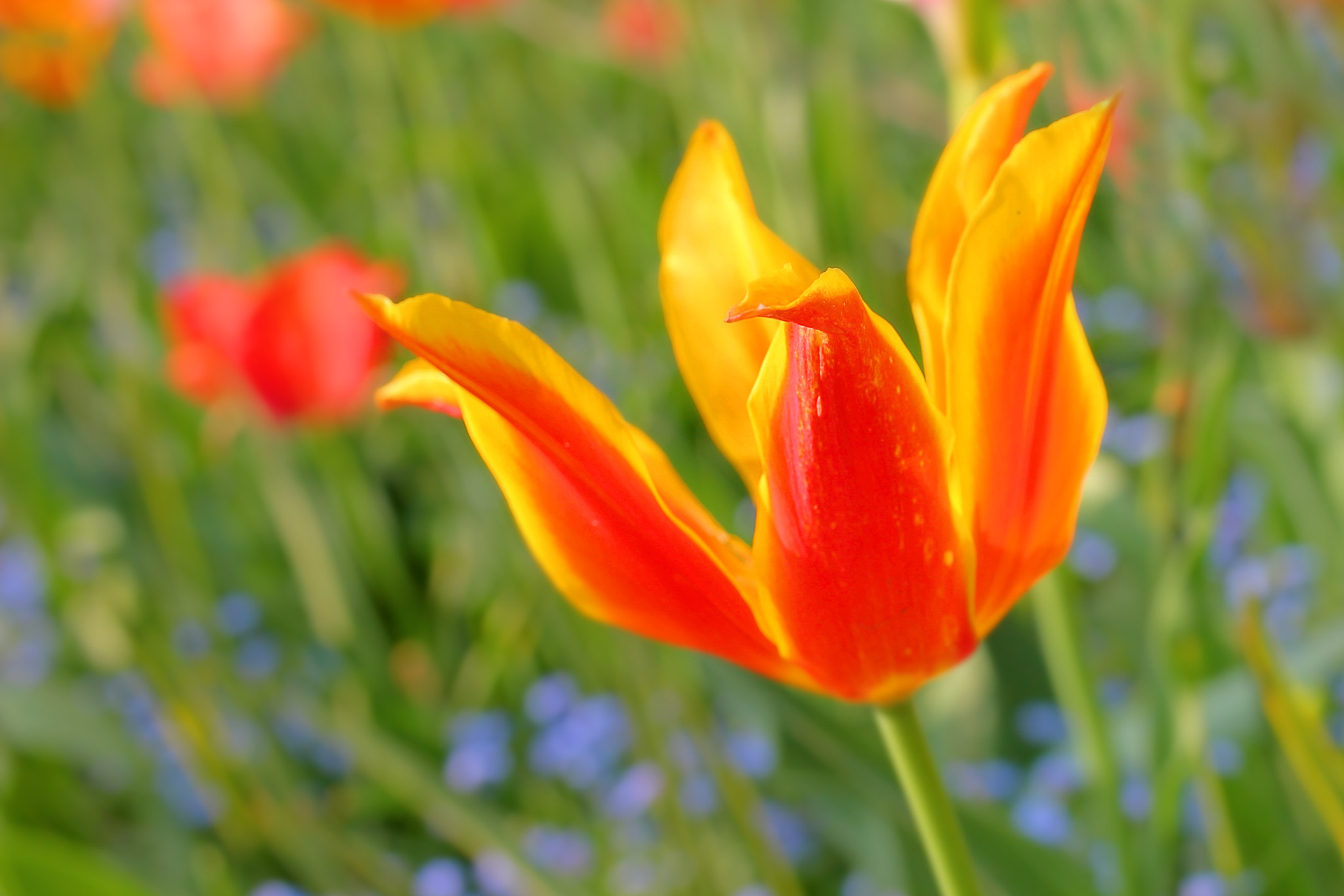 Canon EF-S 35mm F2.8 Macro IS STM sample photo. X photography