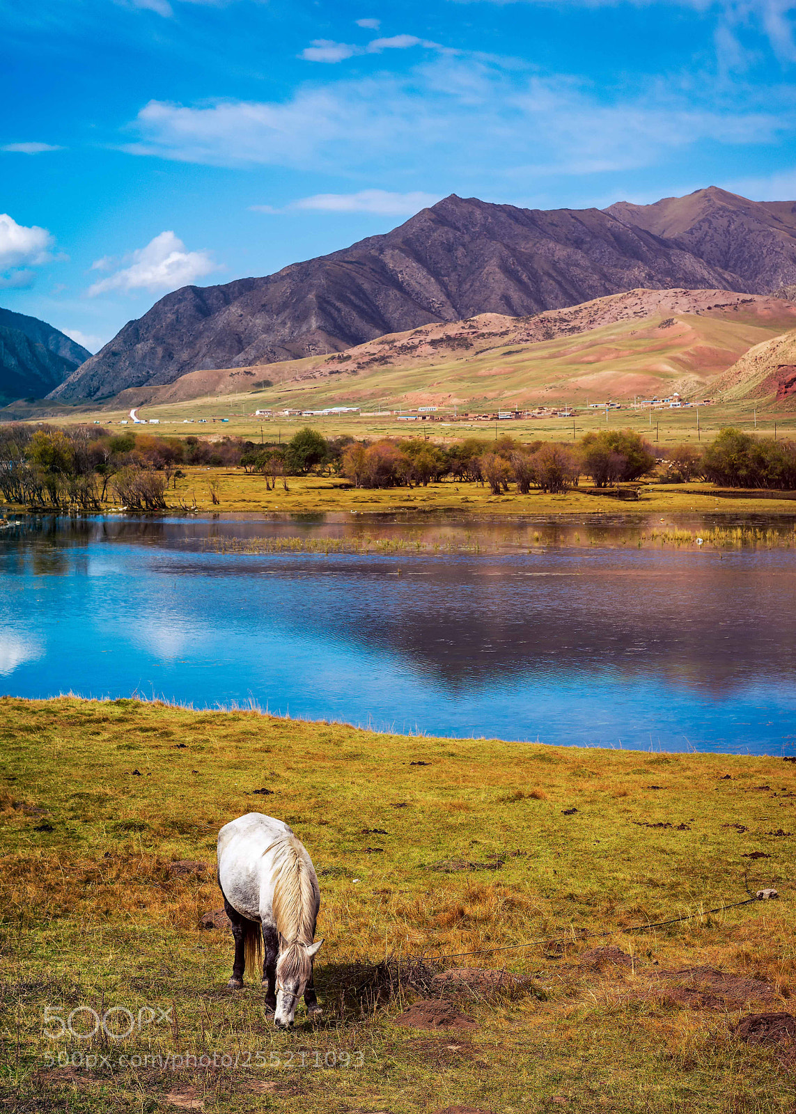 Nikon D810 sample photo. Horse by the lake 悠闲 photography