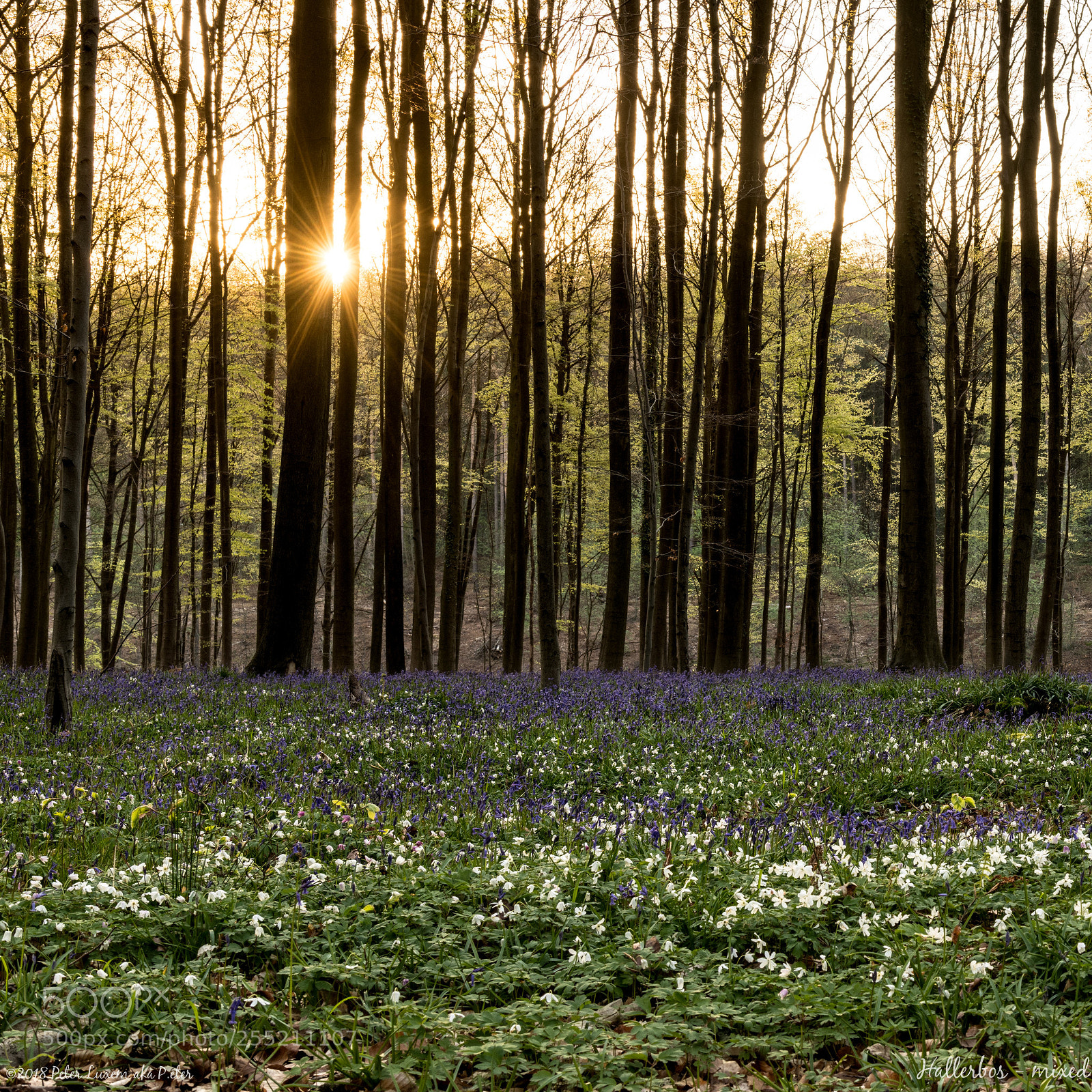 Nikon D850 sample photo. Hallerbos - mixed photography