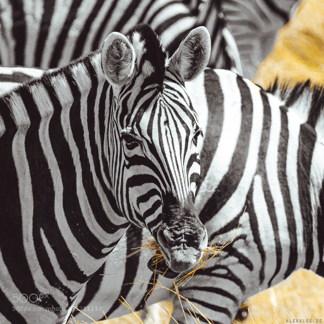 Canon EOS 7D Mark II sample photo. The eating zebra photography