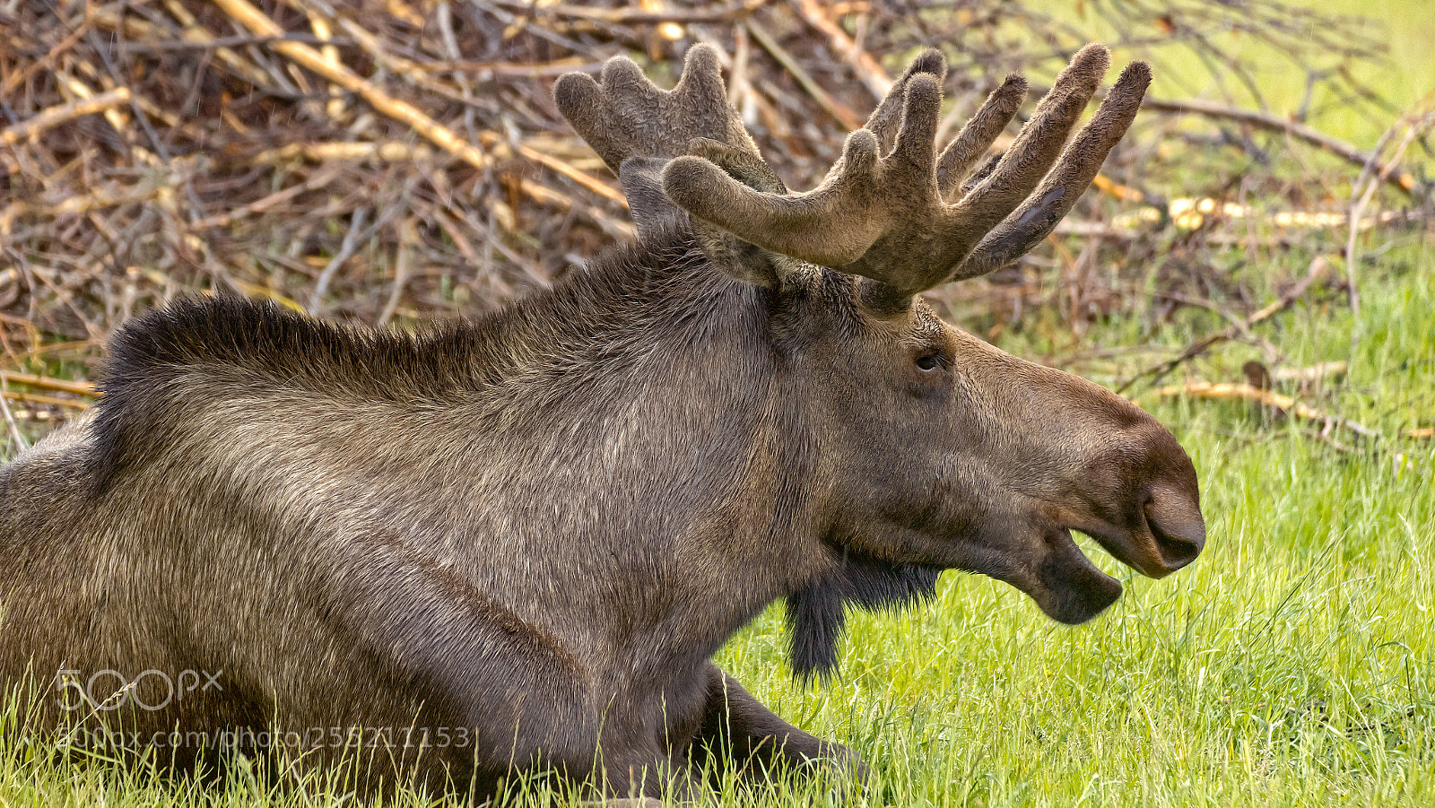 Canon EOS 600D (Rebel EOS T3i / EOS Kiss X5) sample photo. Resting moose in the photography