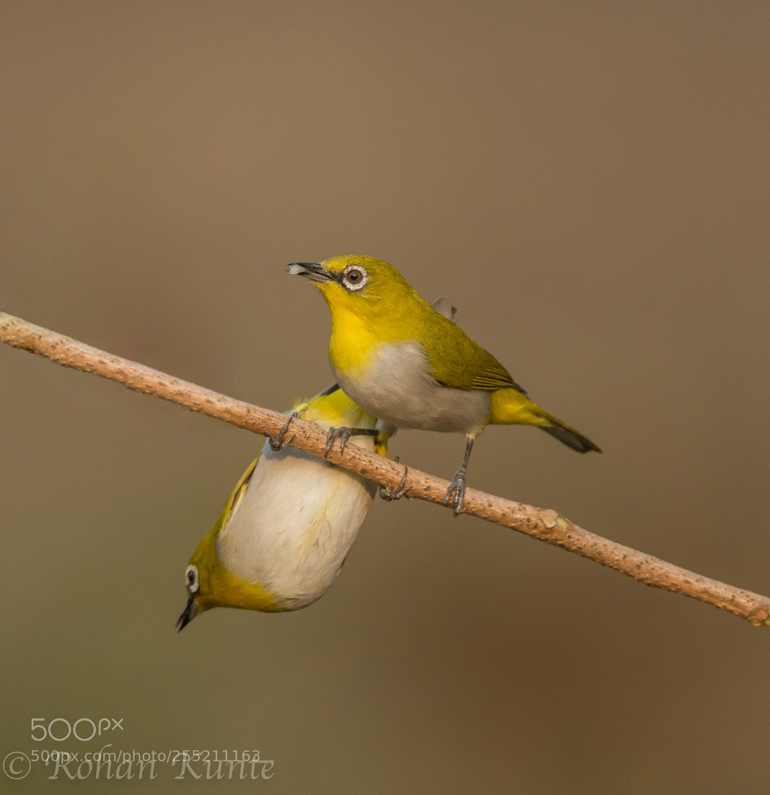 Nikon D7100 sample photo. Oriental white eye photography