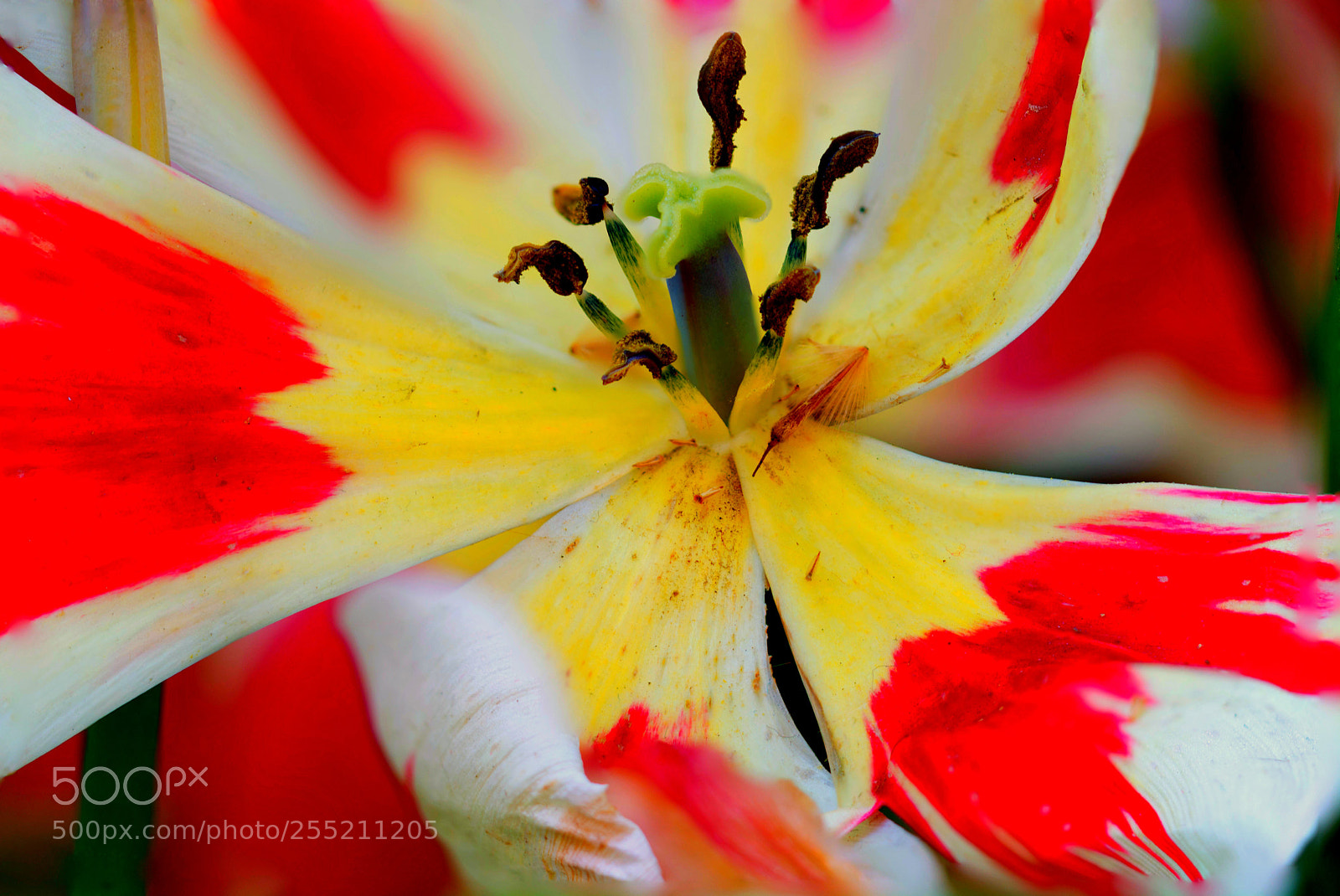 Nikon D7100 sample photo. Flower photography